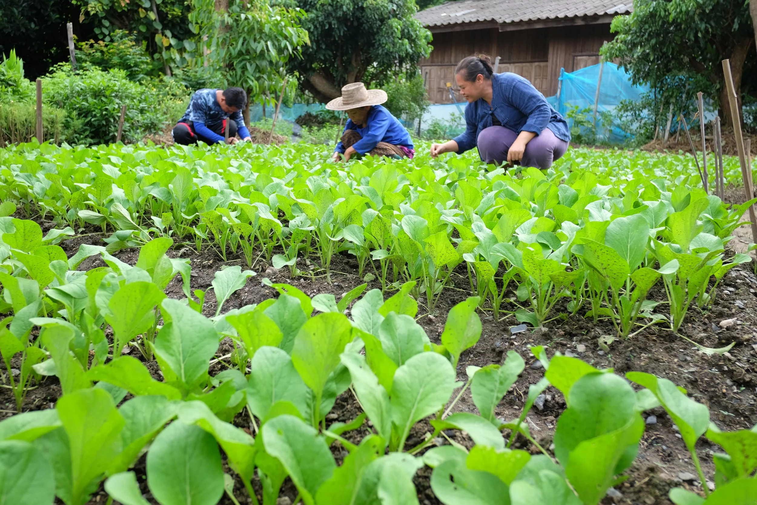 LA_Pong Huay Larn_1148.jpg