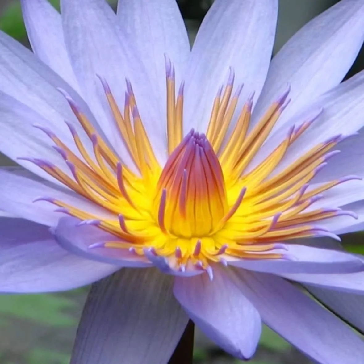 blue-lily-blue-lotus-intention-oil.jpg