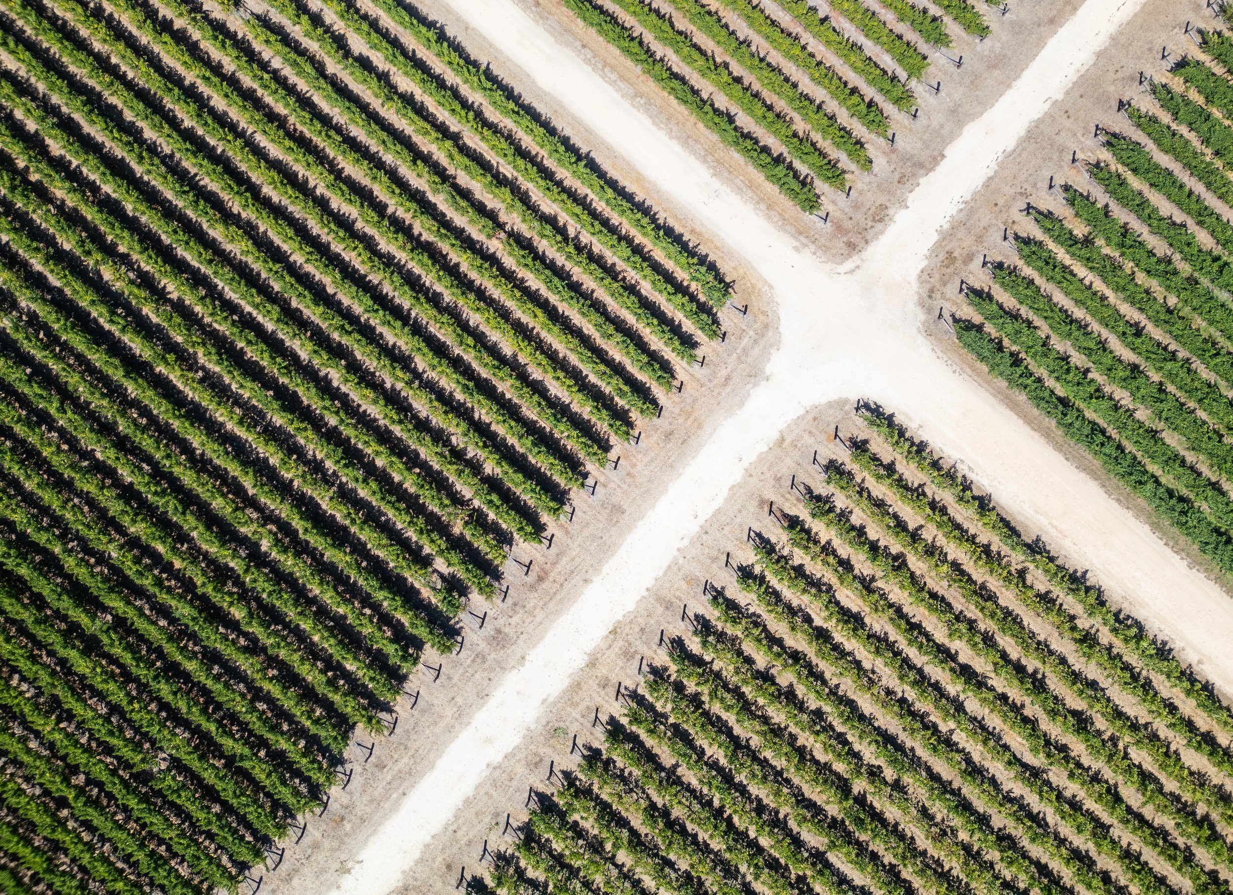 SmithHooper_Vineyard-188.jpg