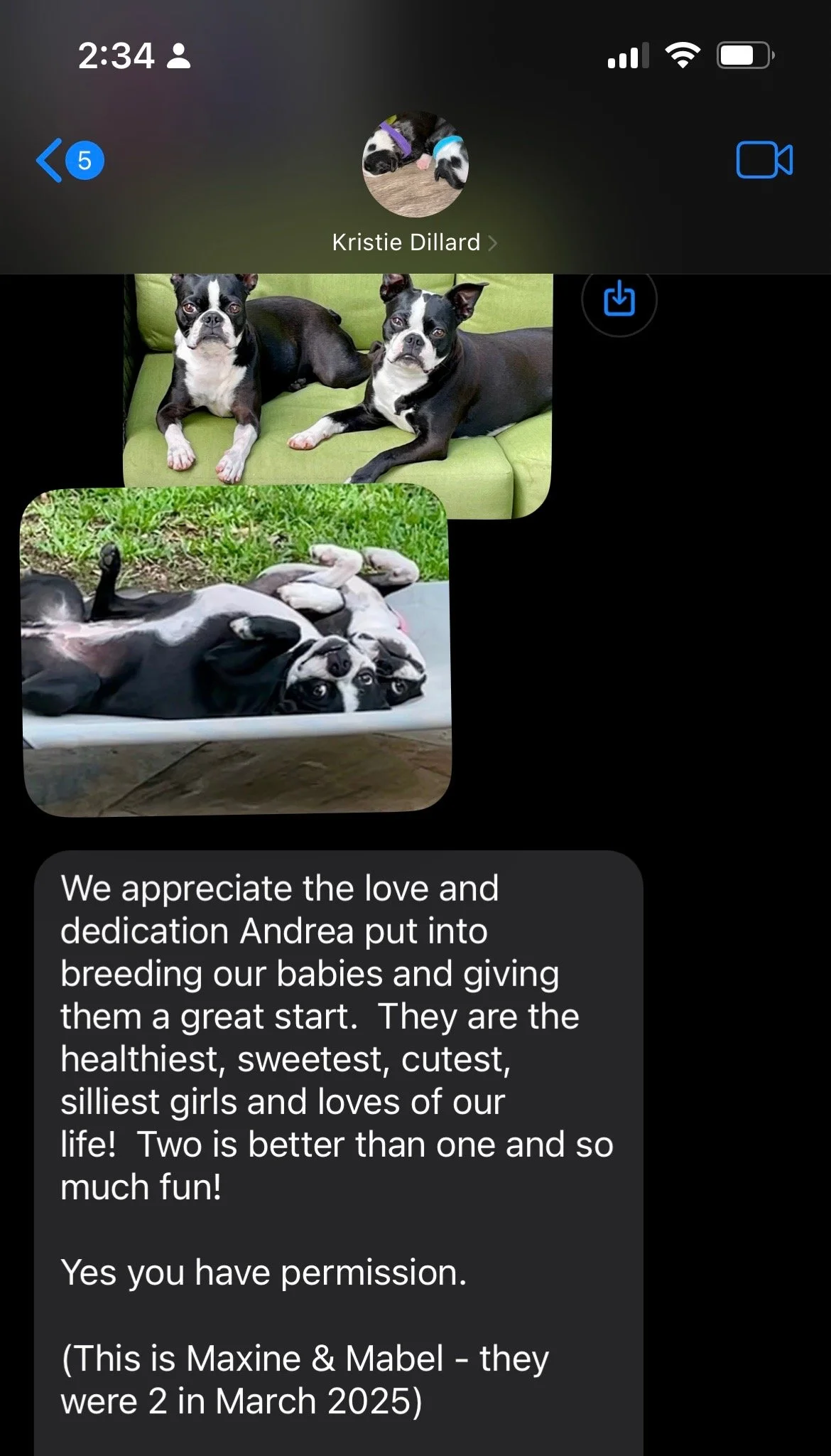 Photos of two Boston terrier dogs, one sitting and one lying on its back, with a text message about breeding and caring for puppies.