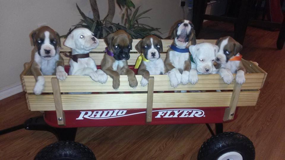 🐾 Behind the Scenes at Harvis Boxers: How We Raise Our Puppies with Love