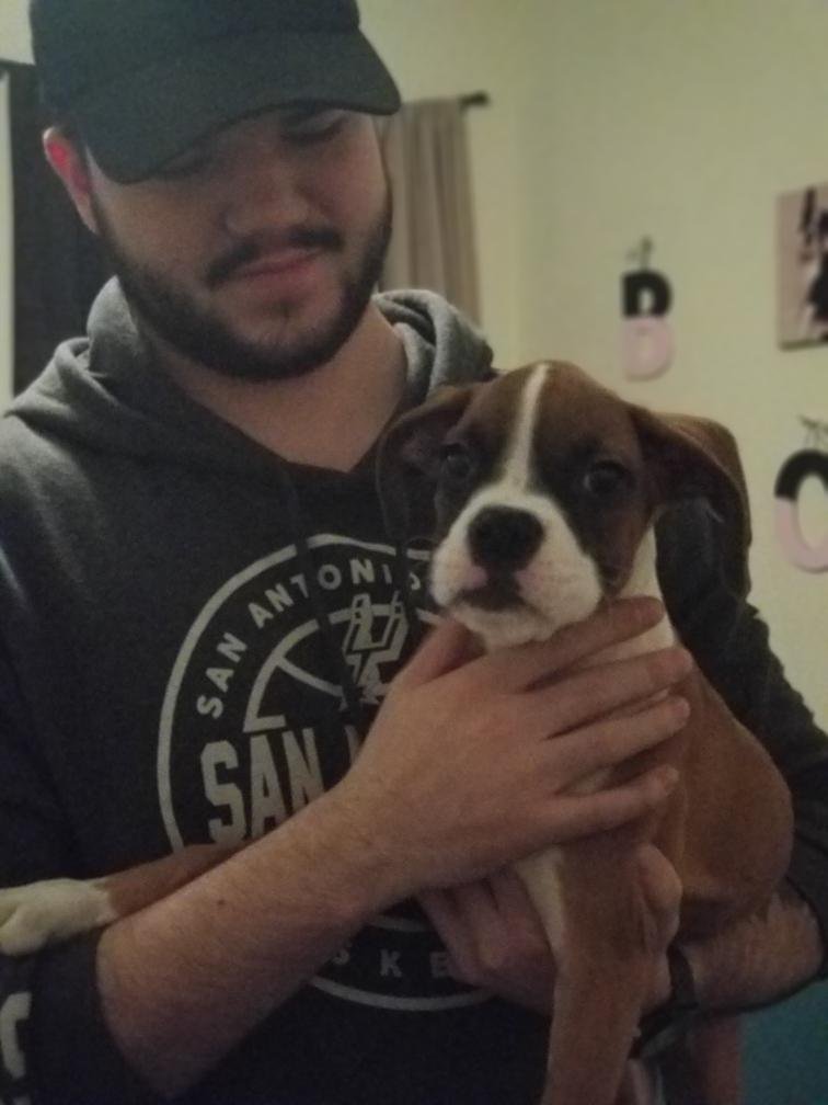 🐶 What You Really Need for a Puppy – Harvis Boxer Edition