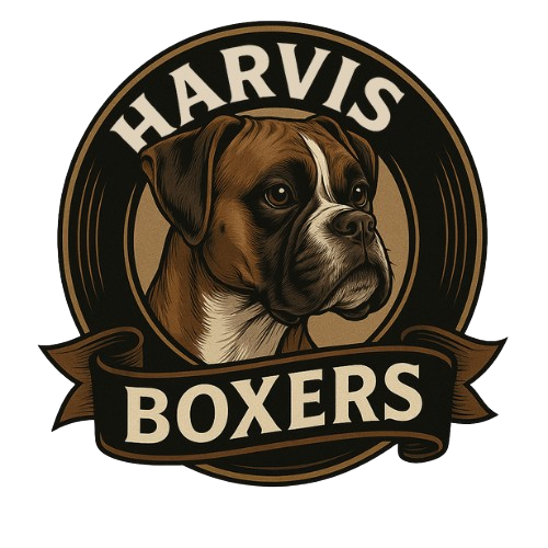 Baldwins Boston Terriers (Copy)