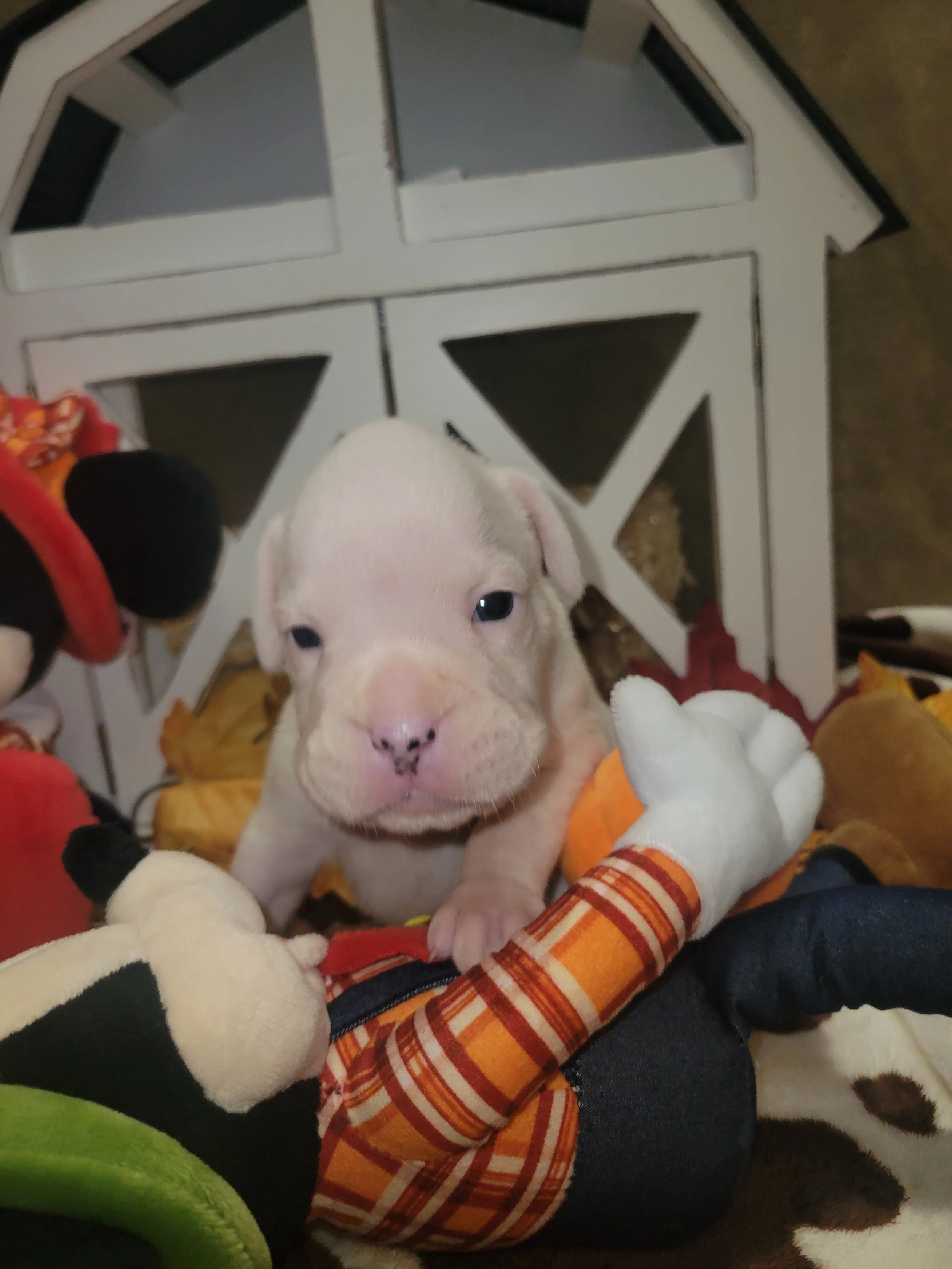 White Ribbon Female Born October 17, 2025 Adoption Fee: $1,200 Status: Reserved – Going Home Soon 💛