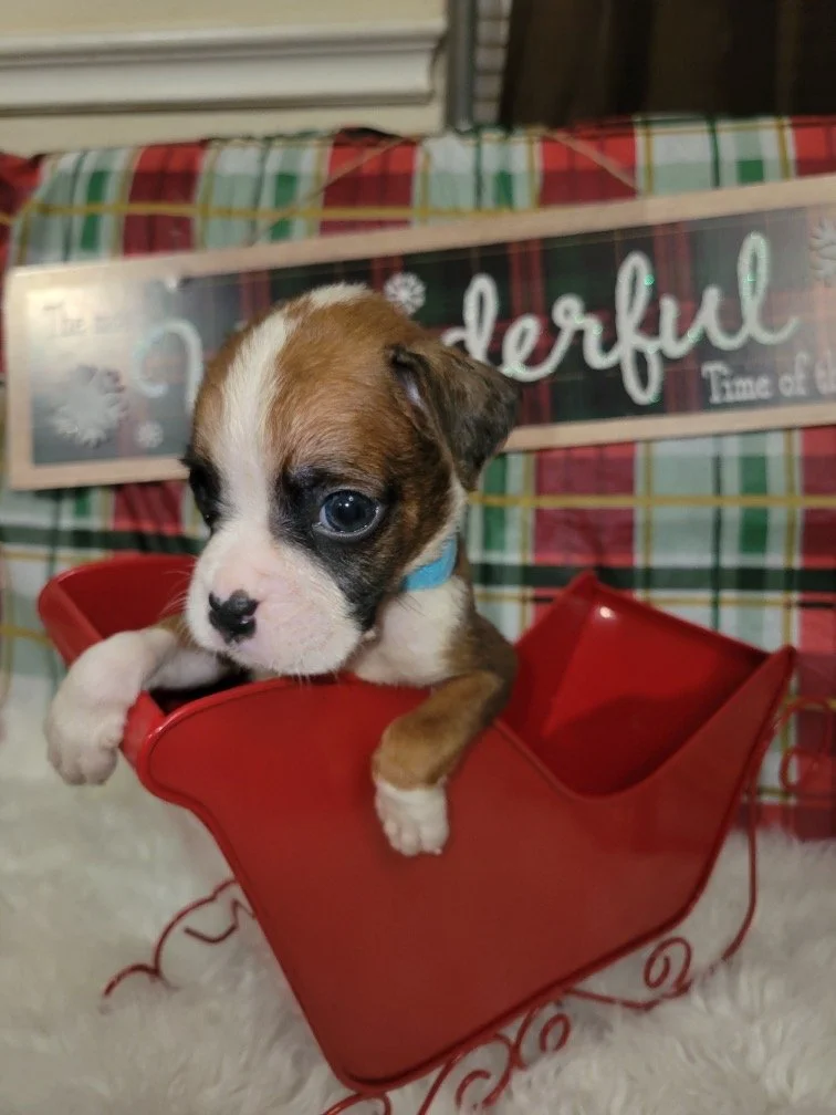 Blue Ribbon Male Born October 17, 2025 Adoption Fee: $2,200 Status: Reserved – Going Home Soon 💛