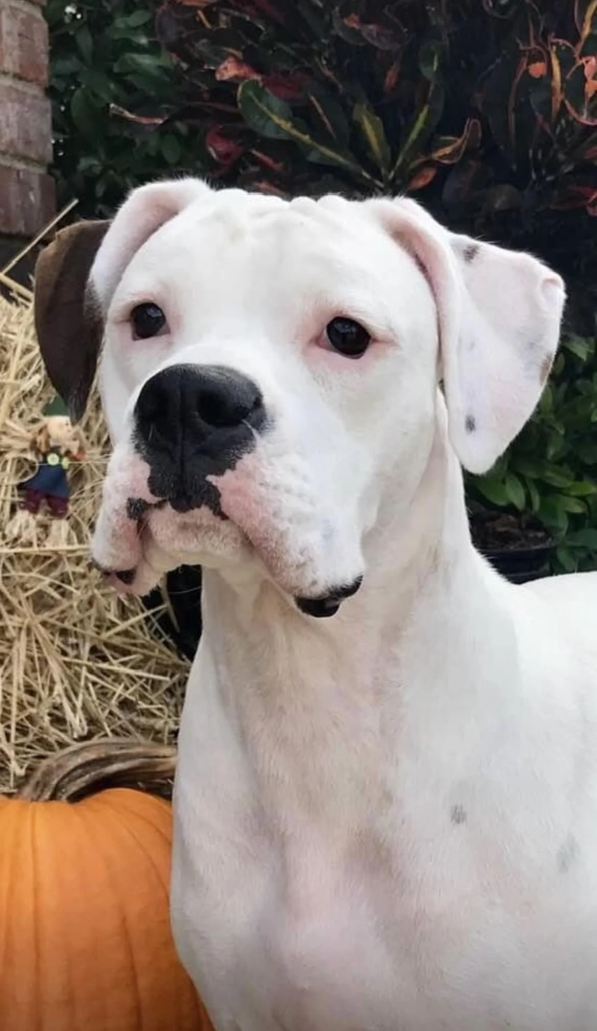  white boxer posing for her pictures in a fall pumkin themed background