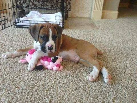 Flashy Fawn boxer puppy  indoors, one paw on a pink toy while laying on a carpeted floor.