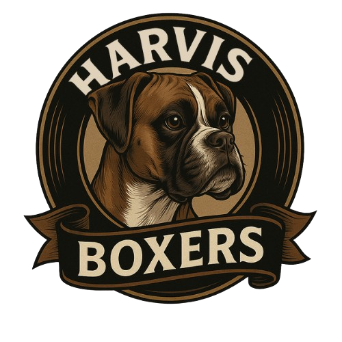 Baldwins Boston Terriers (Copy)