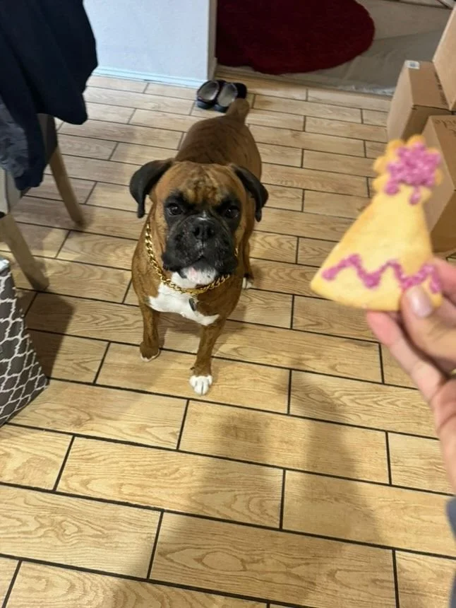 fawn male boxer on wood tile floor looking at his 5th  birthday treat.