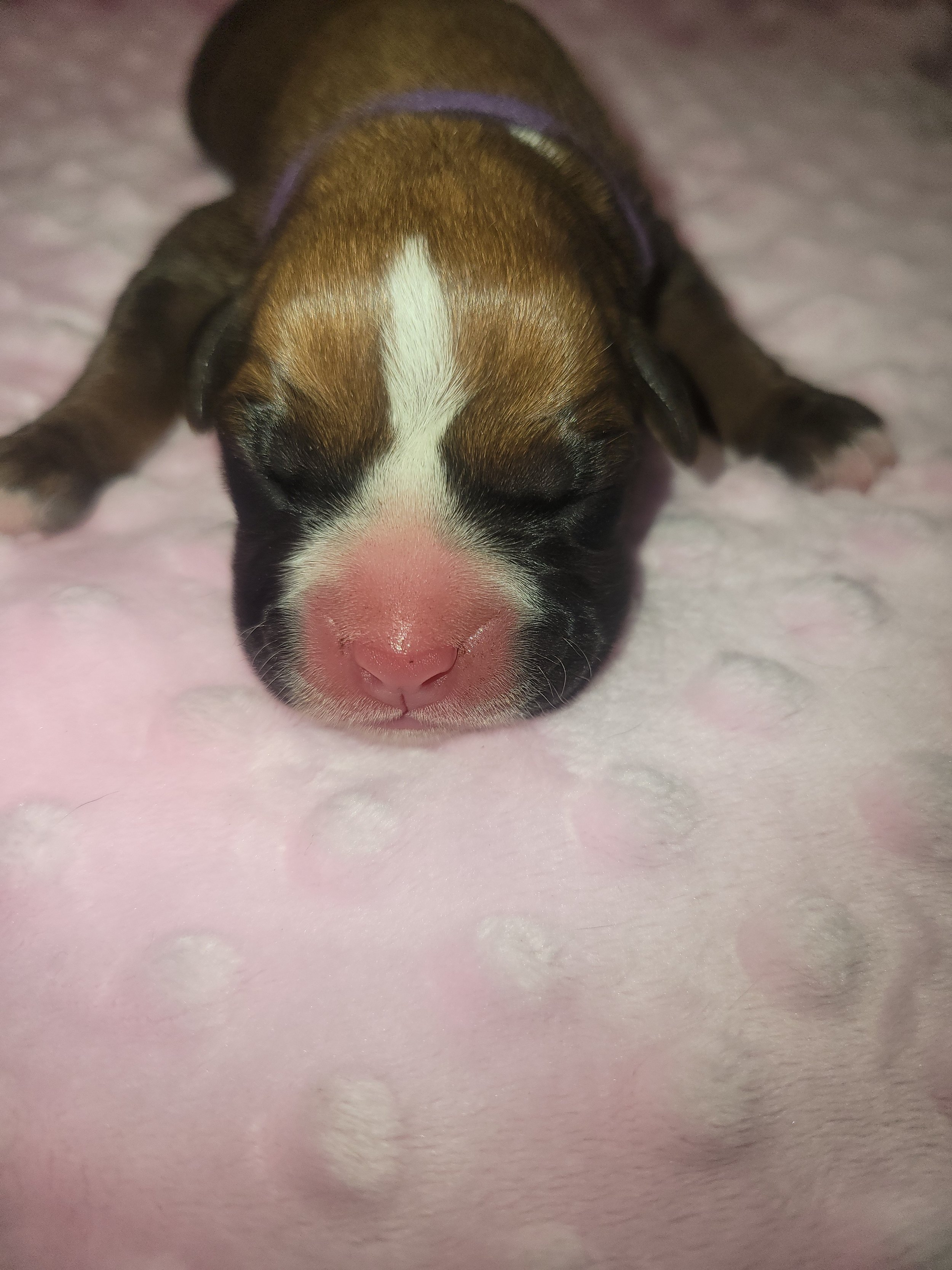 Purple Ribbon Female Adoption Fee: $1,800 Status: Reserved – Going Home Soon 💛