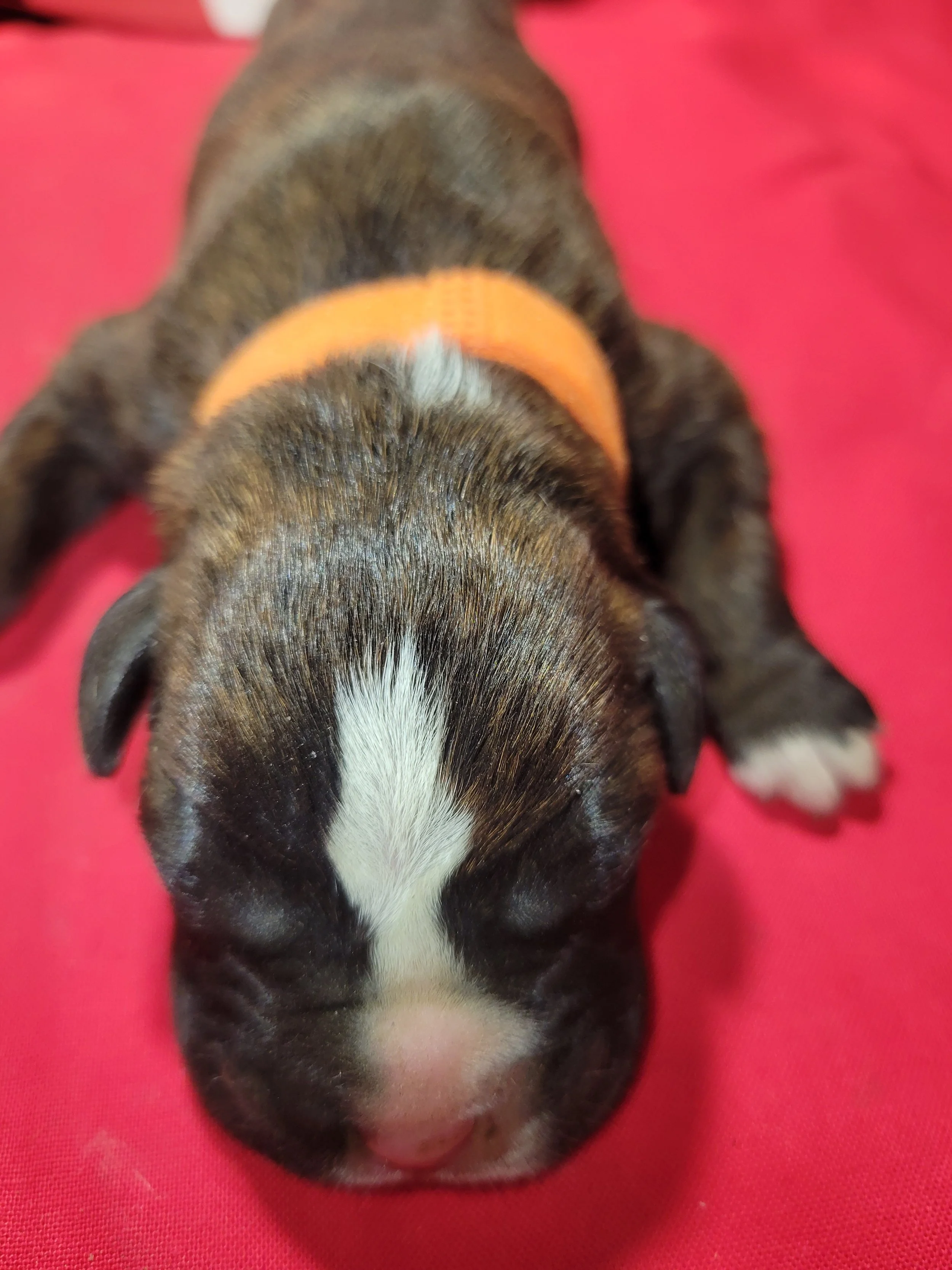 Orange Ribbon Male Born Dec 9, 2025 Adoption Fee: $1,800 Status: Reserved – Going Home Soon 💛