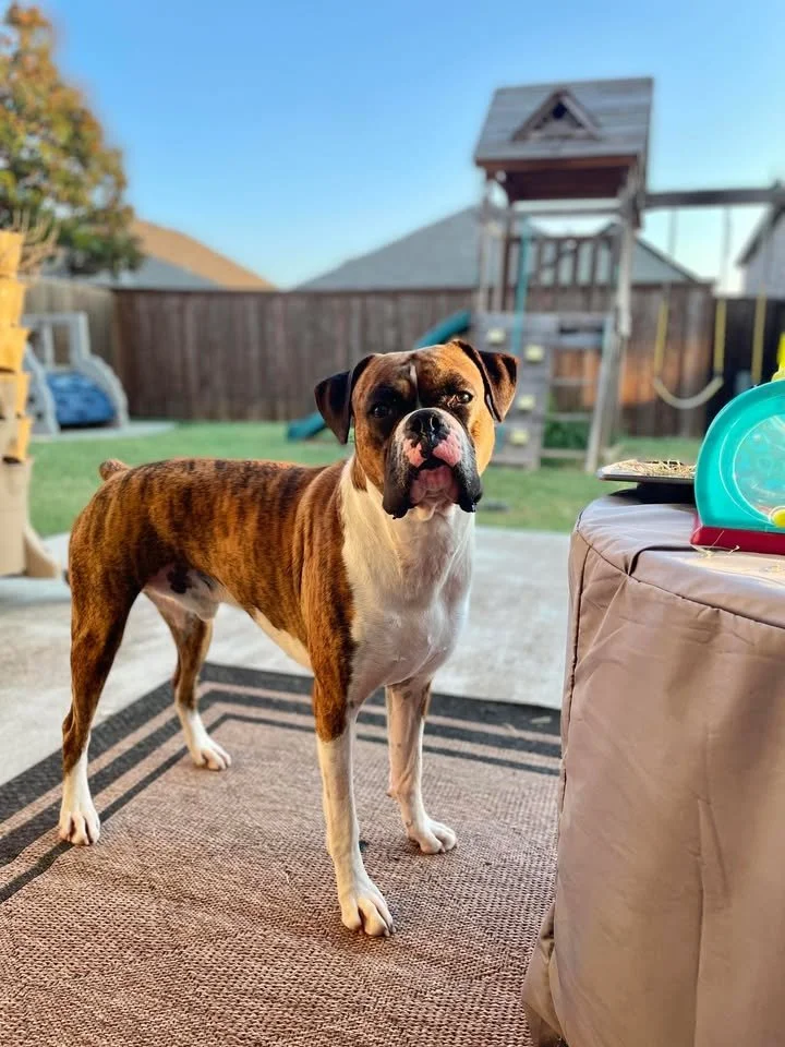 Two Boston Terriers, a puppy and an adult, sitting on a grey dog bed in front of a stone fireplace.