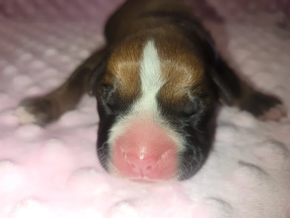 Deposit — Purple  Ribbon Female (DOB 10/17)