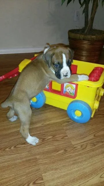 A flashy fawn boxer puppy playing with a  yellow toy truck, on a hardwood floor..