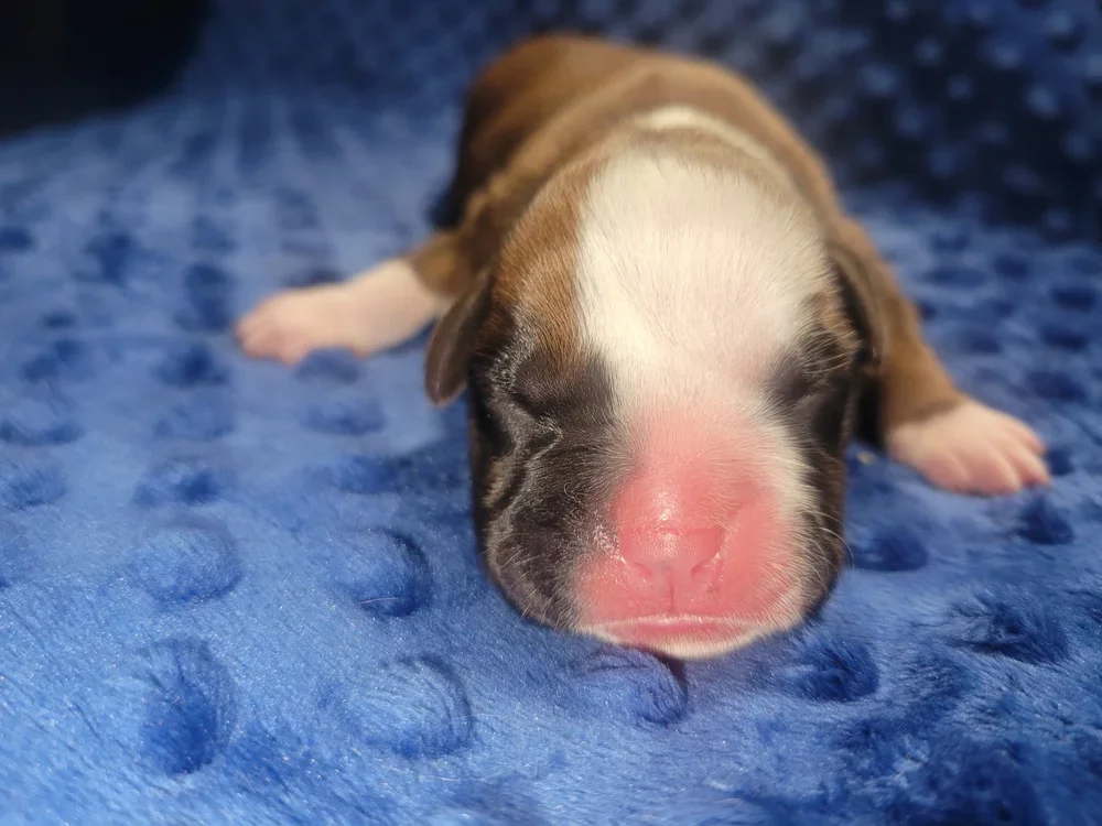 Deposit —Black Ribbon Male (DOB 10/17)