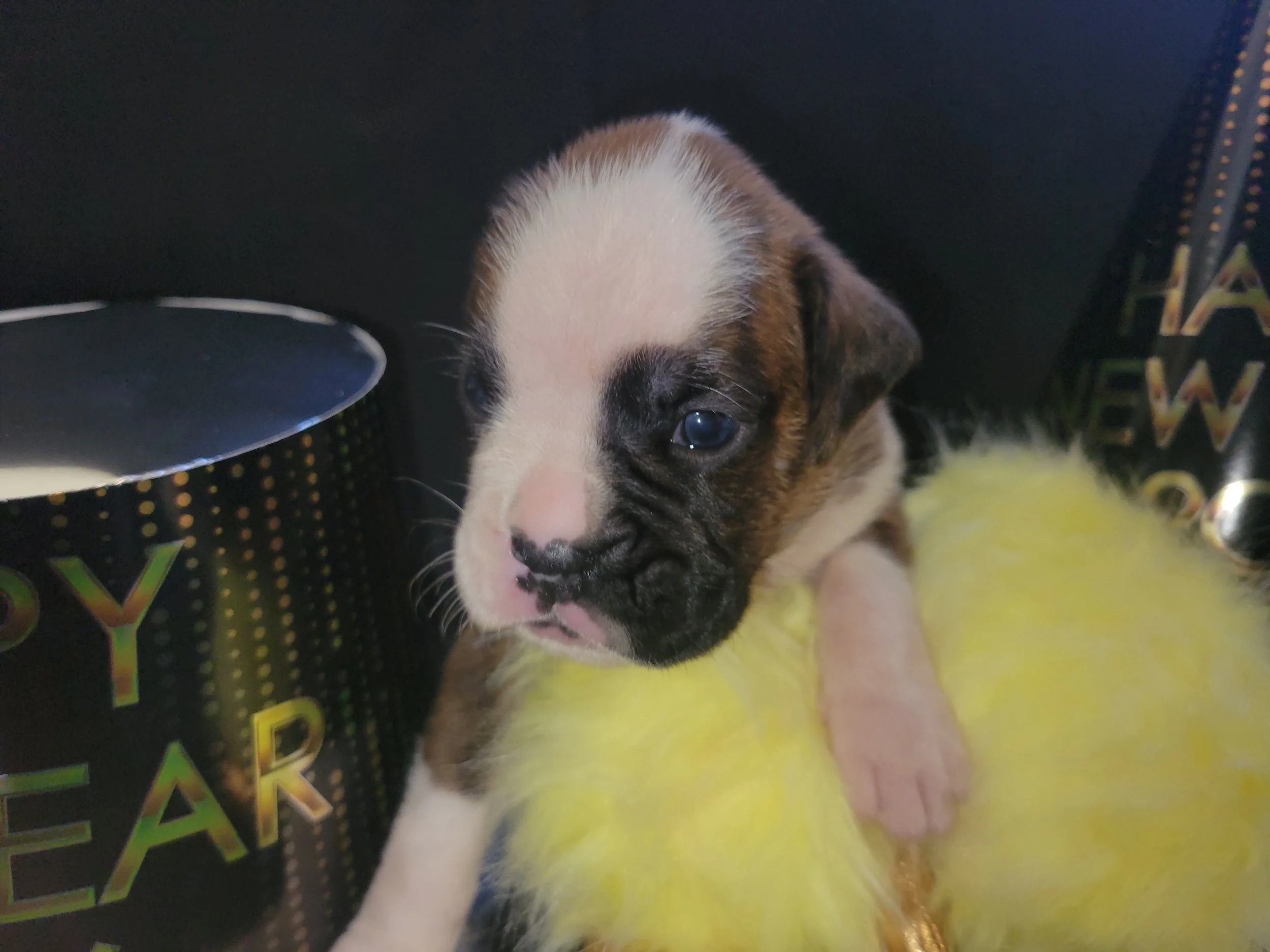 Green Ribbon Male Born Dec 9, 2025 Adoption Fee: $2,500 Status: Reserved – Going Home Soon 💛