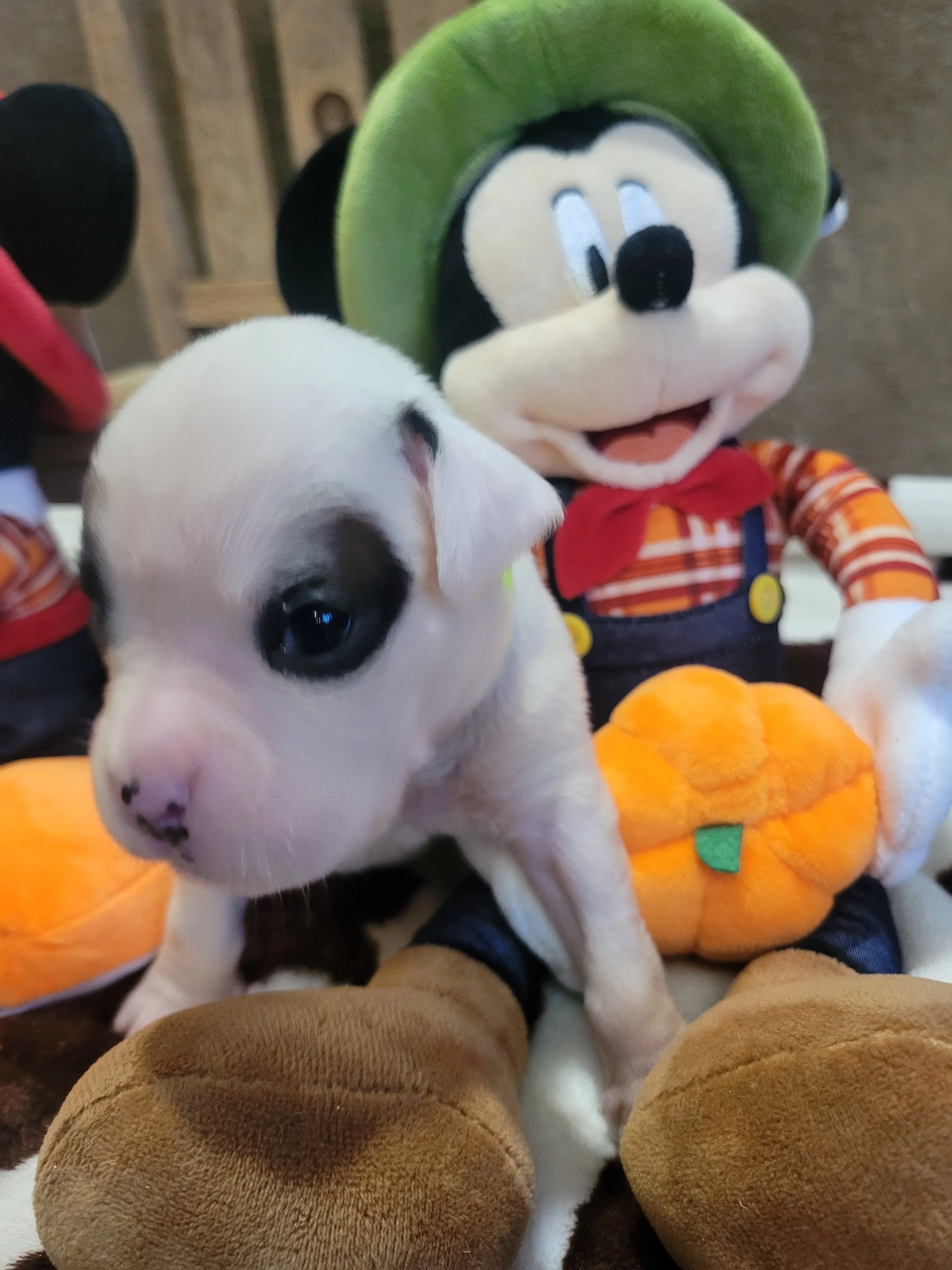 Lime Ribbon Male Born October 17, 2025 Adoption Fee: $1,500 Status: Reserved – Going Home Soon 💛