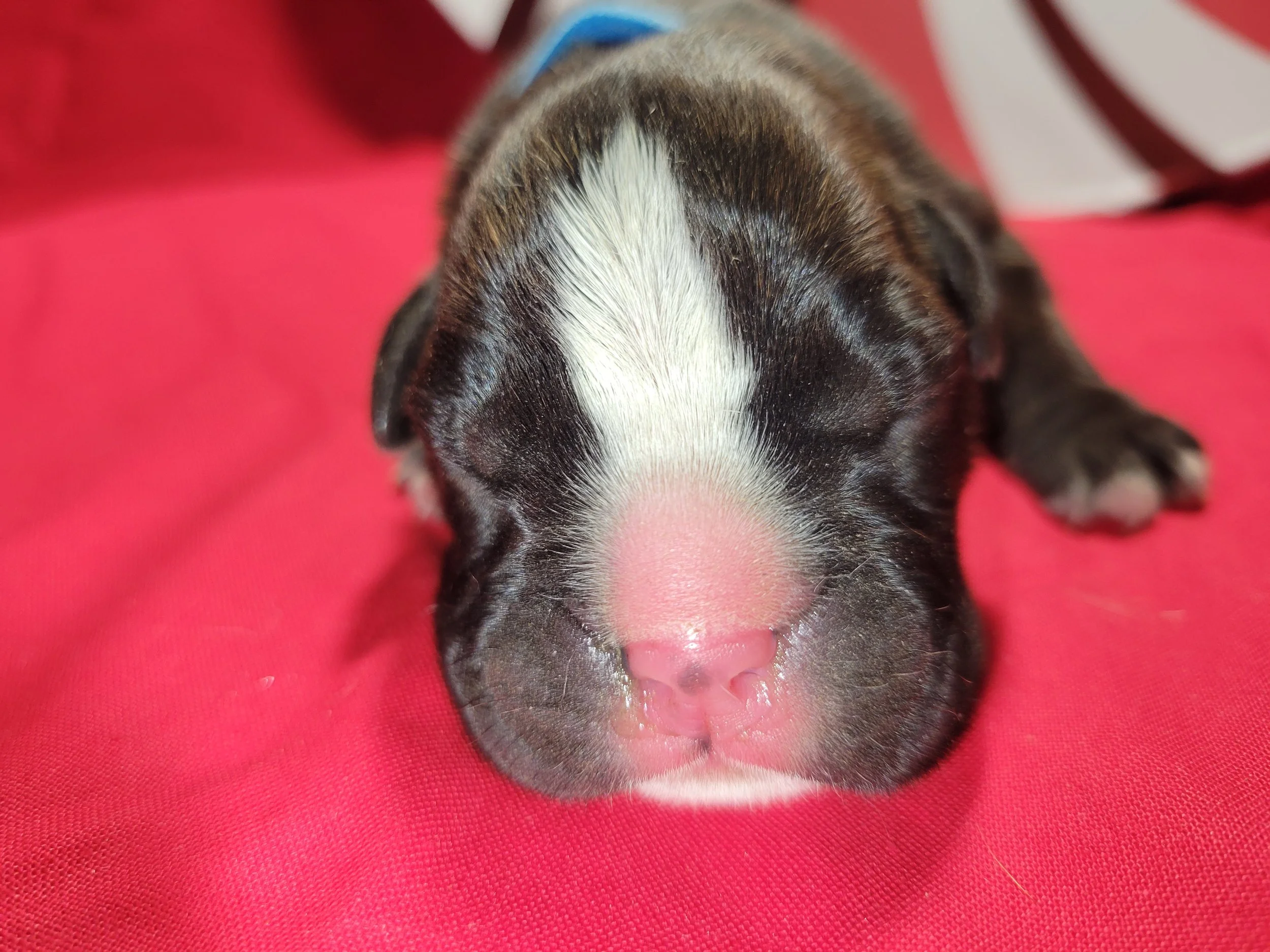 Blue Ribbon Male Born Dec 9,  2025 Adoption Fee: $1,800 Status: Reserved – Going Home Soon 💛