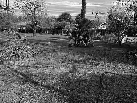 Empty yard with dirt ground, leafless trees, and a prominent palm tree in the center