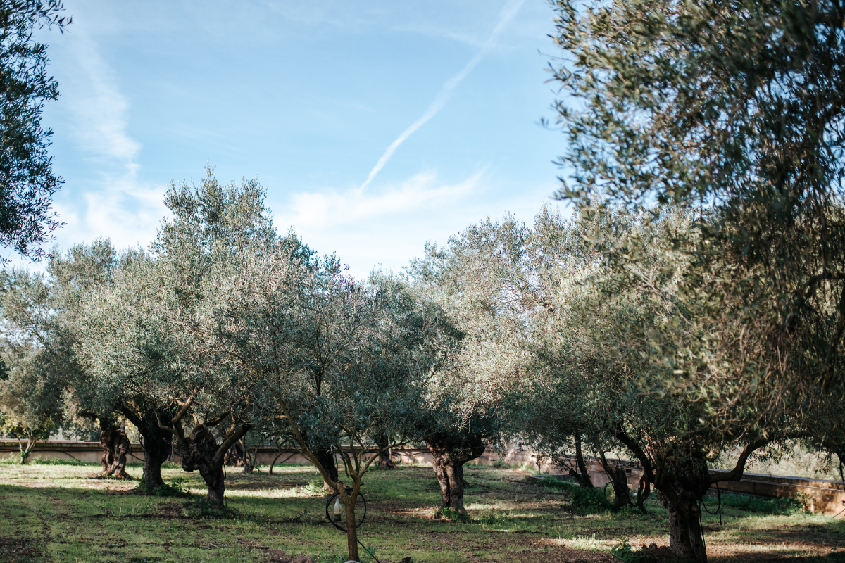 Olivenbäume in einem Olivenhain bei Sonnenschein und blauem Himmel