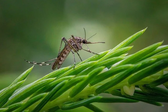 Dengue: What You’ll Learn (and Why It Matters)