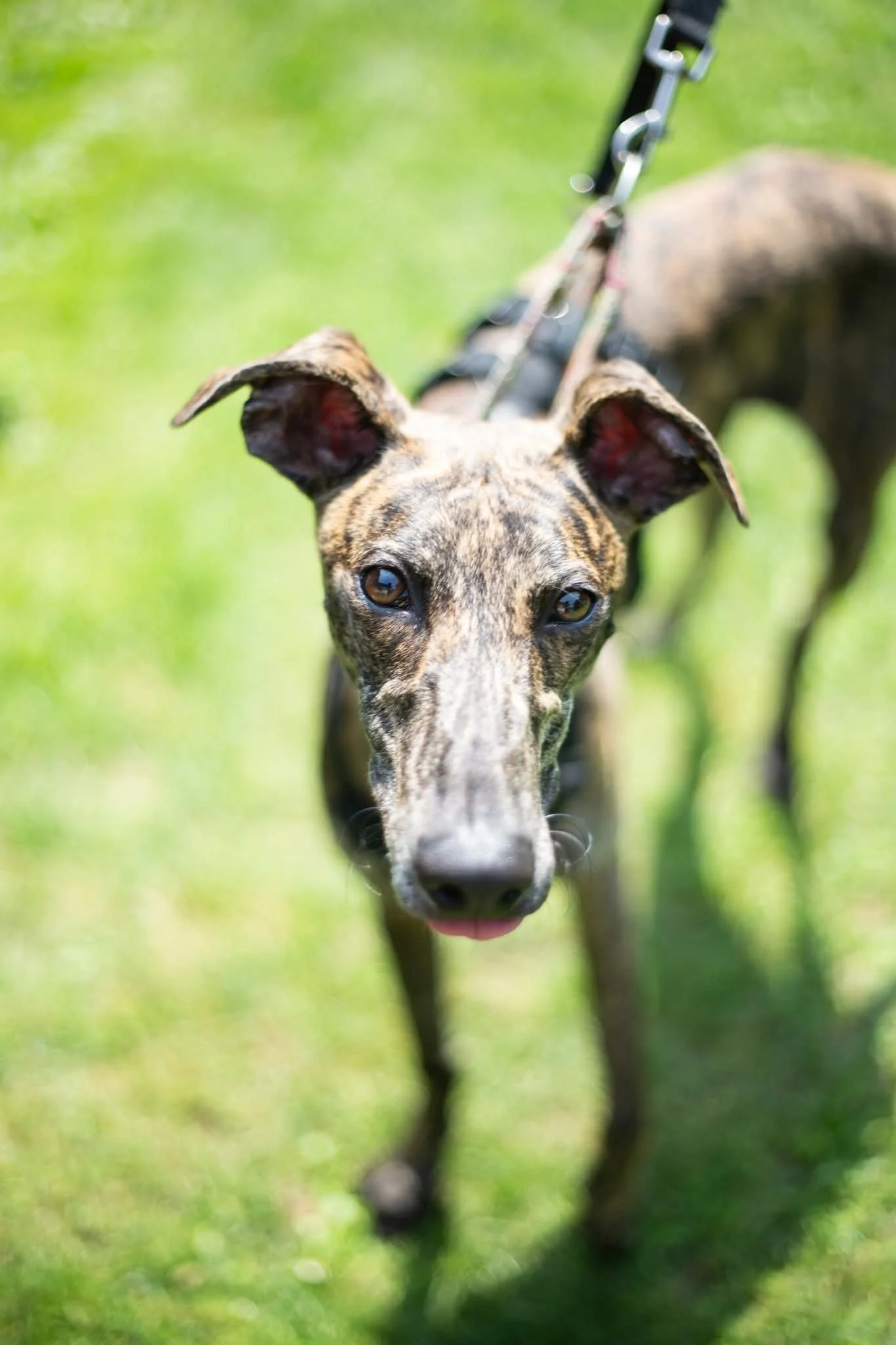 galgos-non-profit-evento-castello-cavagliano.jpg
