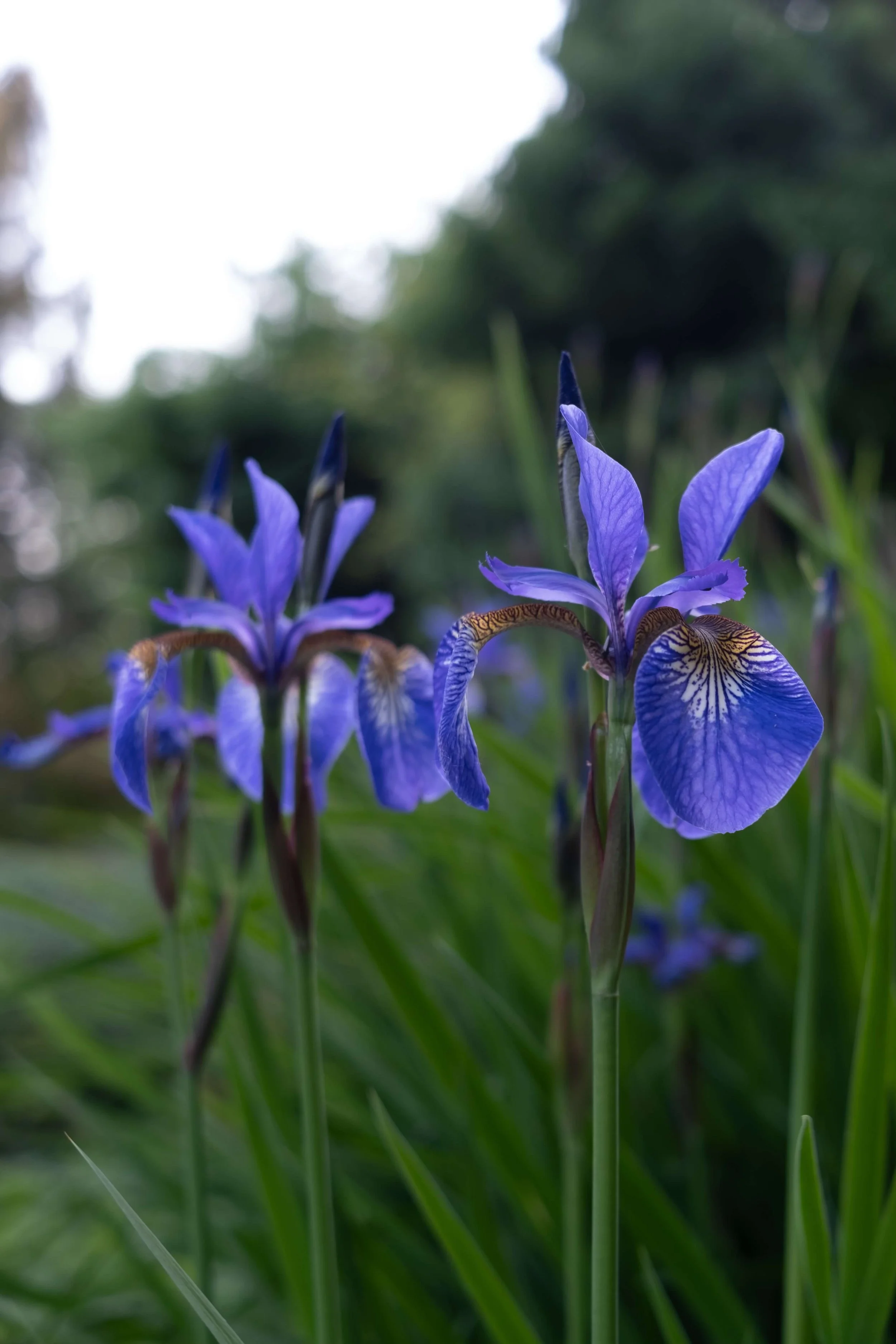 giardino-castello-di-cavagliano.jpg