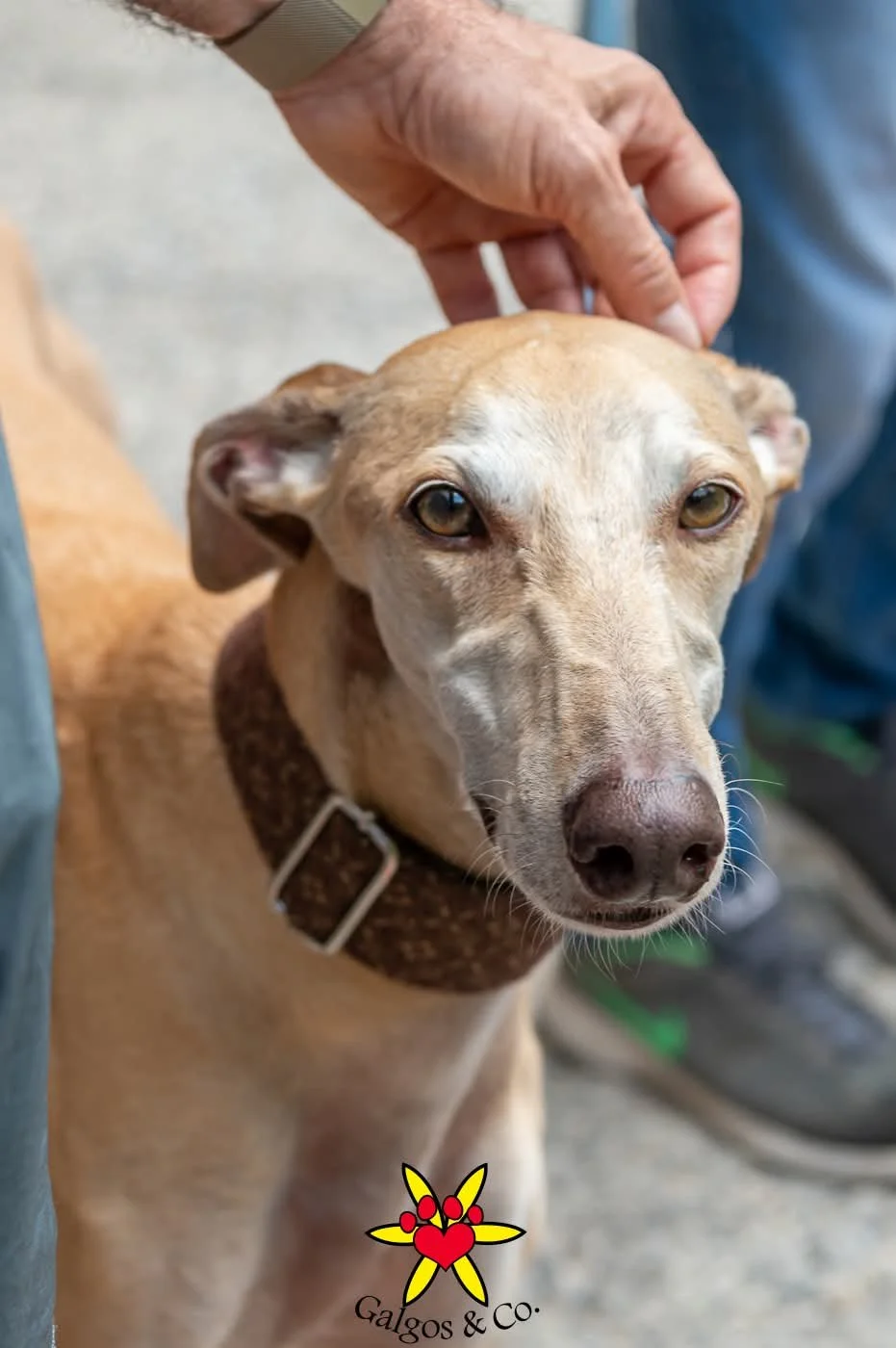 galgos-non-profit-evento-castello-cavagliano.jpg