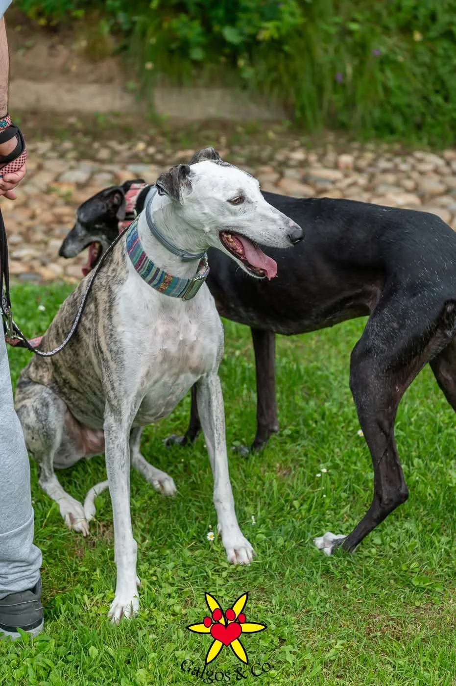 galgos-non-profit-evento-castello-cavagliano.jpg