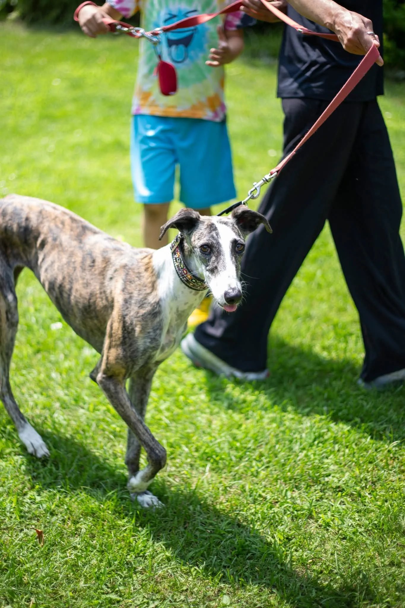 galgos-non-profit-evento-castello-cavagliano.jpg