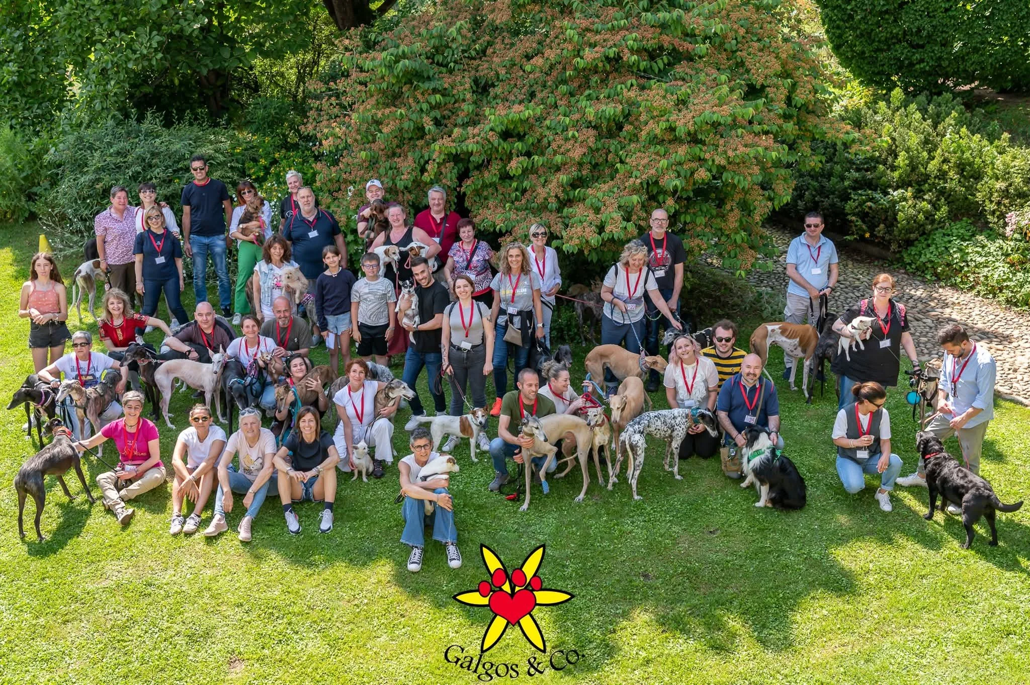 galgos-non-profit-evento-castello-cavagliano.jpg