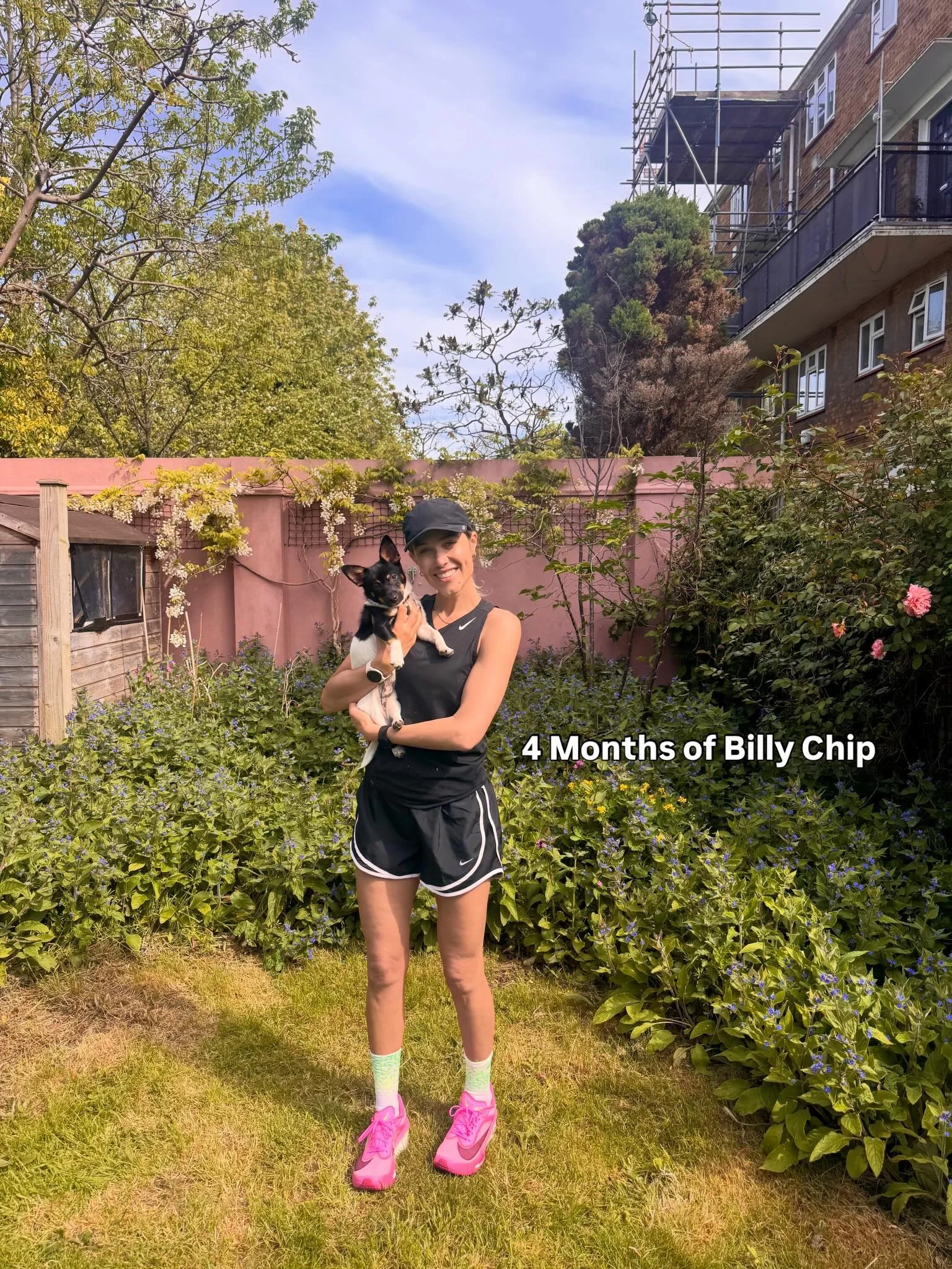 4 months of Billy chip. 
Our mini boy with the face of a German Shepherd (which makes Tarek very happy).

His DNA results say he&rsquo;s made up of 20 breeds mainly Chihuahua, Terrier and Pomeranian&hellip; with a surprise dash of American Pit Bull.
