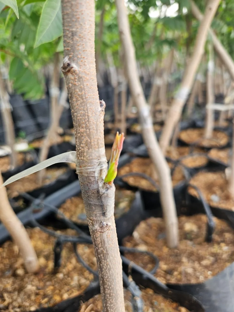 Pistachio Rootstock UCB1