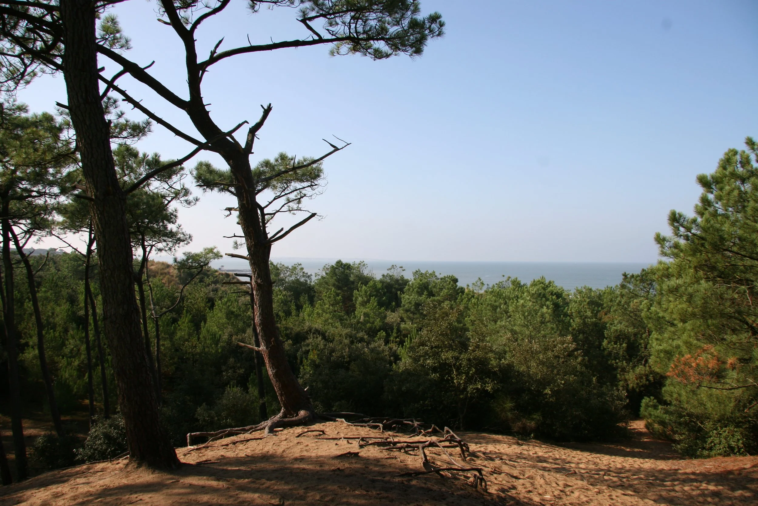 Vue d'un paysage de forêt avec des arbres verts et un ciel bleu, vue de la colline vers l'océan au loin.