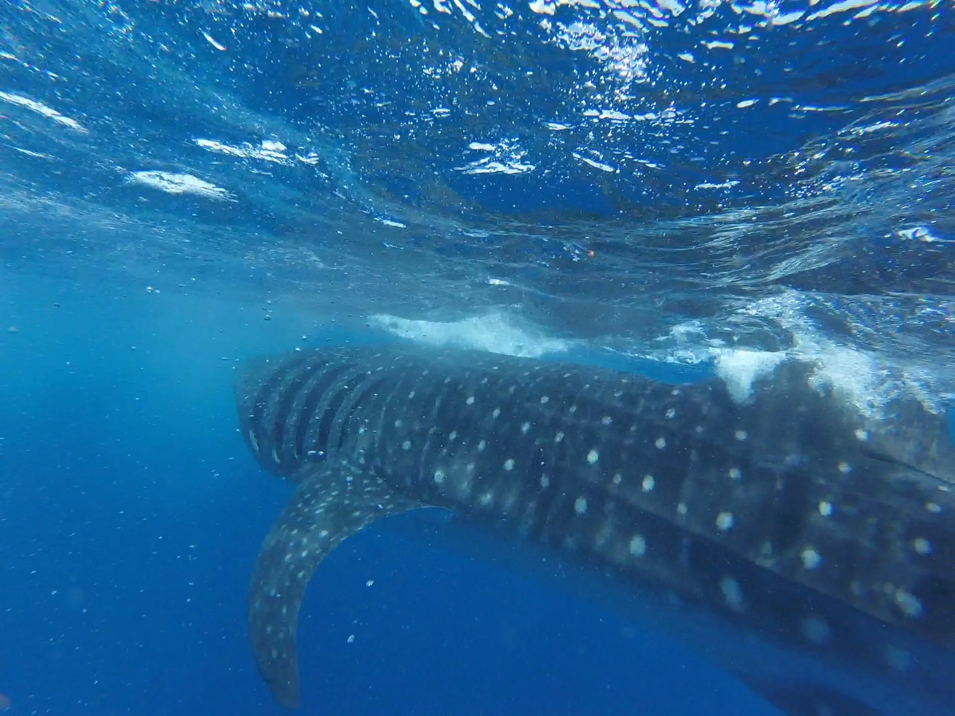 Un requin-bègue nage sous l'eau dans un environnement océanique bleu.