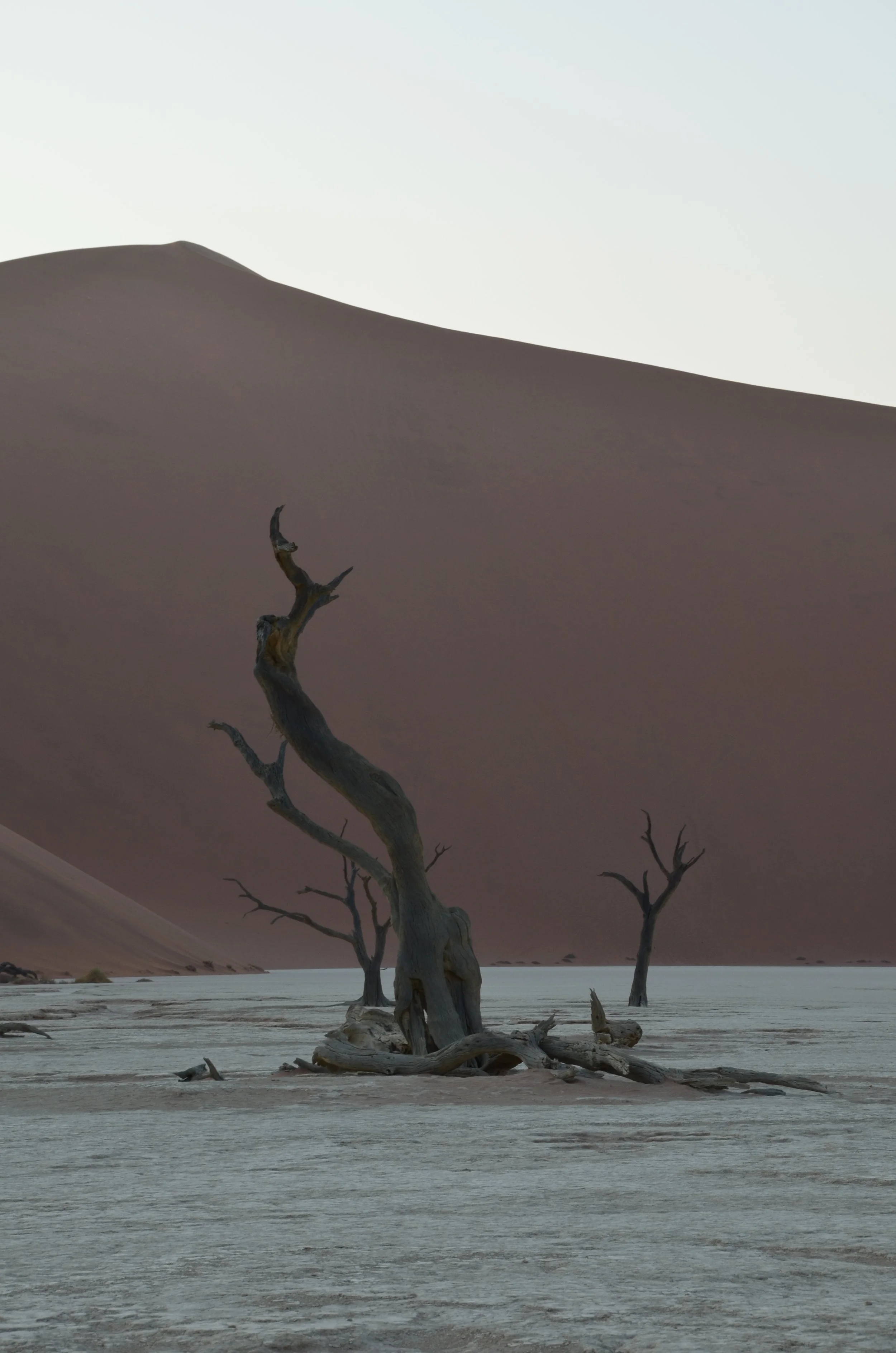 Paysage désertique avec des arbres morts et une dune de sable en arrière-plan.