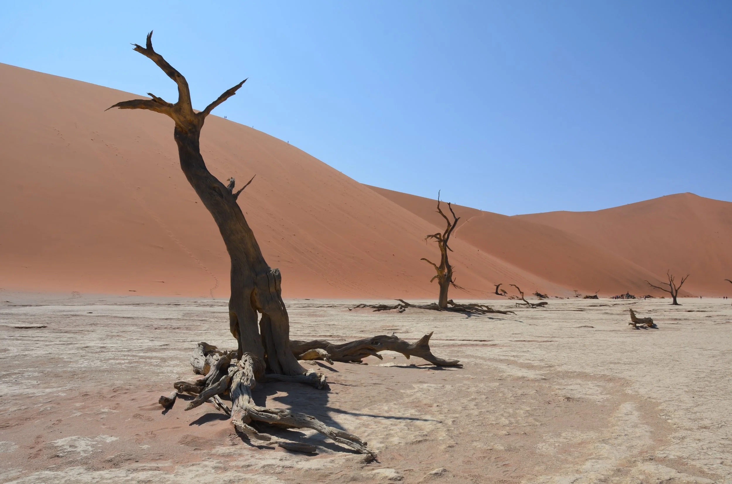 Paysage désertique avec des arbres morts au premier plan, dunes de sable rouge et ciel bleu clair en arrière-plan.