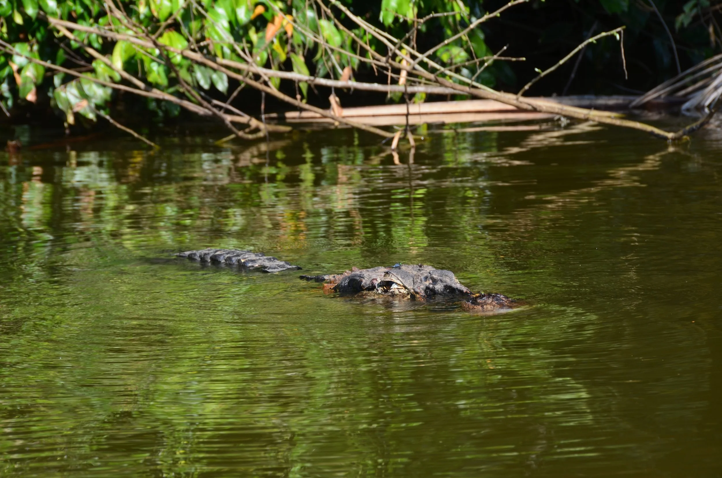 Un crocodile immergé dans l'eau d'une rivière ou d'un étang, entouré de végétation aquatique.
