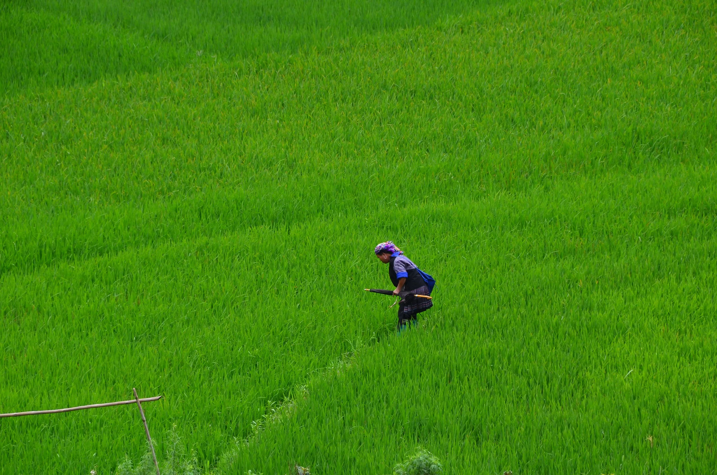 Femme travaillant dans une rizière verte