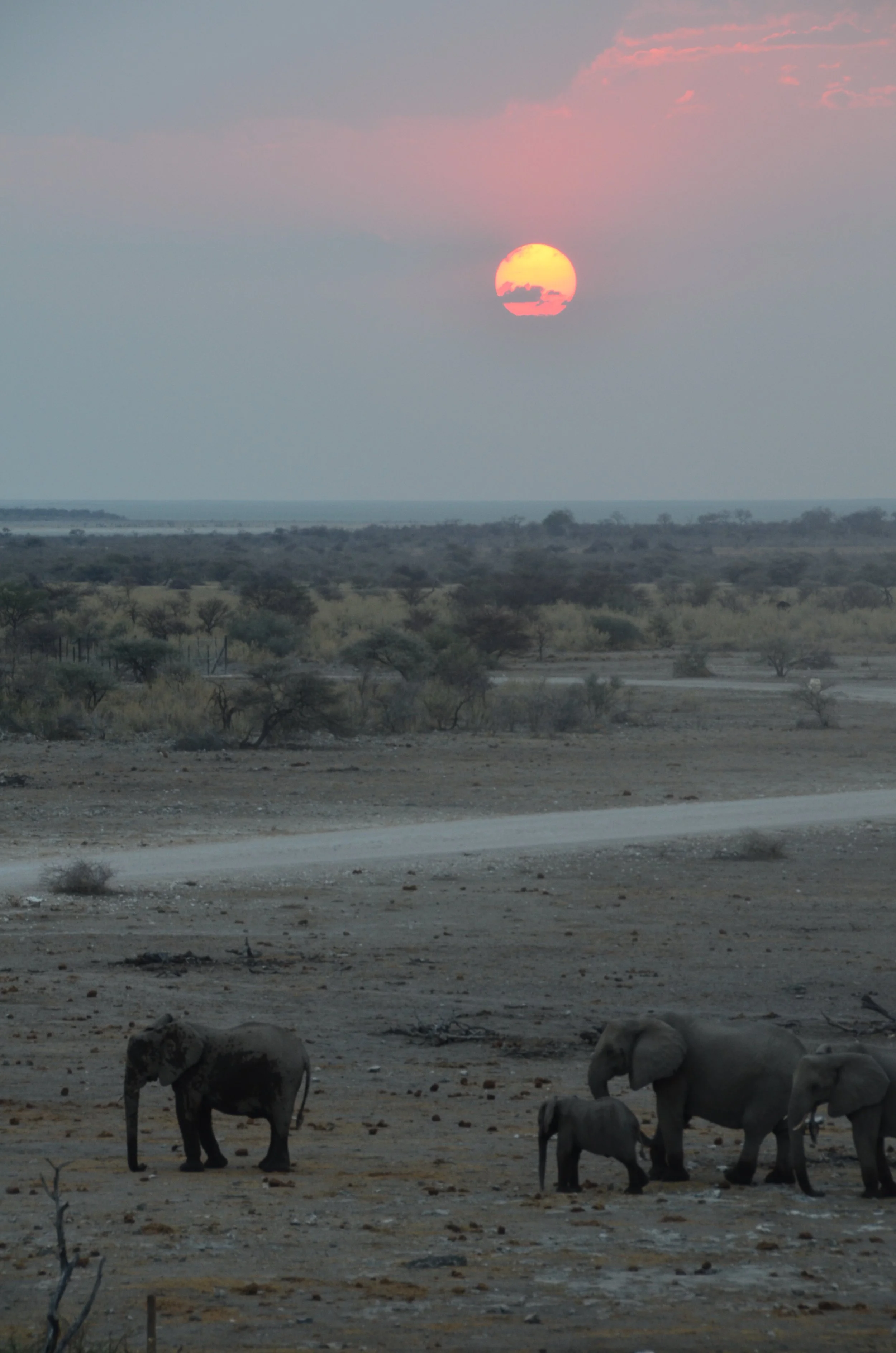 Une scène de savane avec des éléphants au sol sous un ciel au coucher de soleil avec un soleil orange et des nuages roses.
