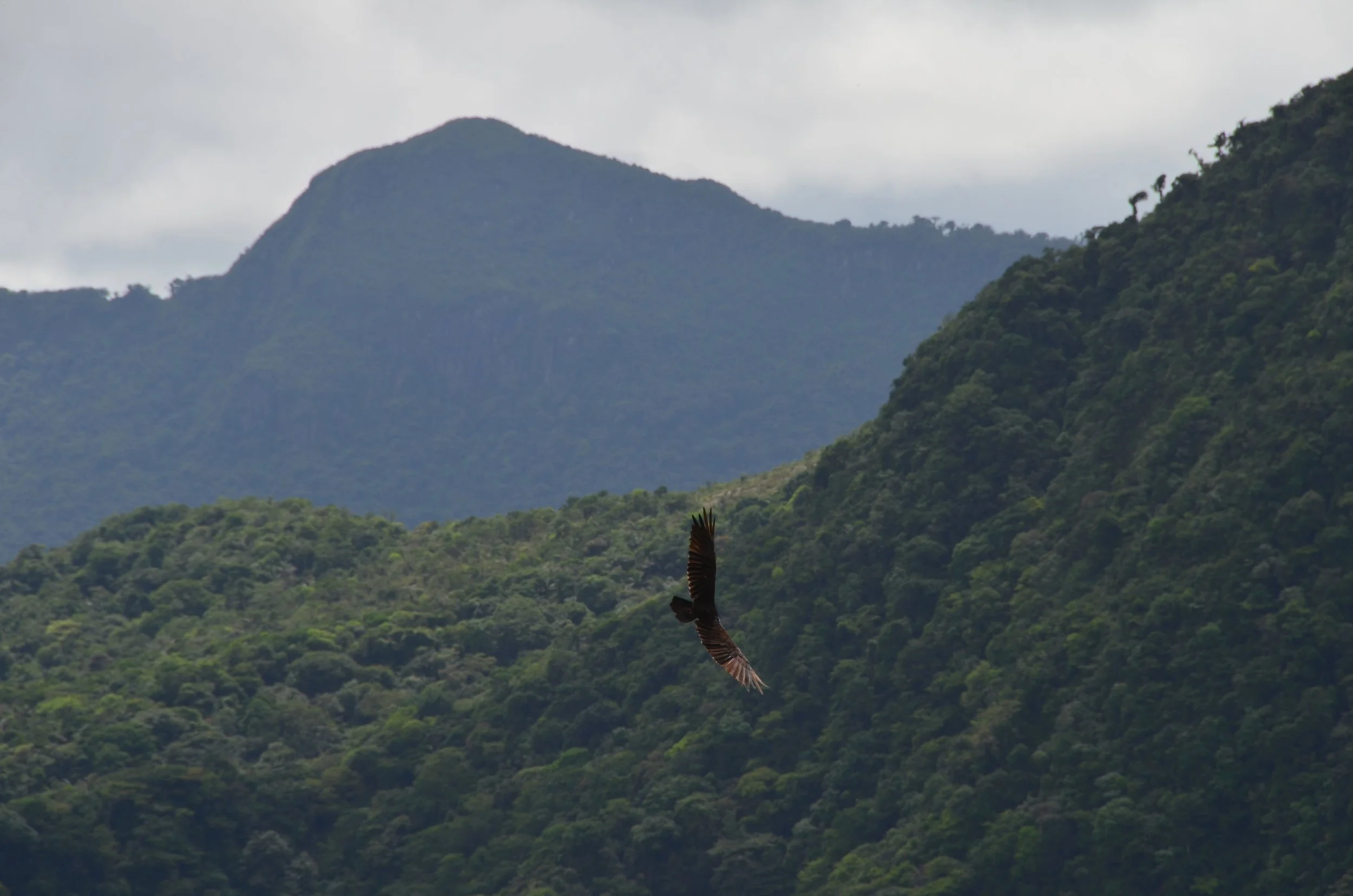 Un vautour volant au-dessus d'une forêt dense avec des montagnes en arrière-plan.