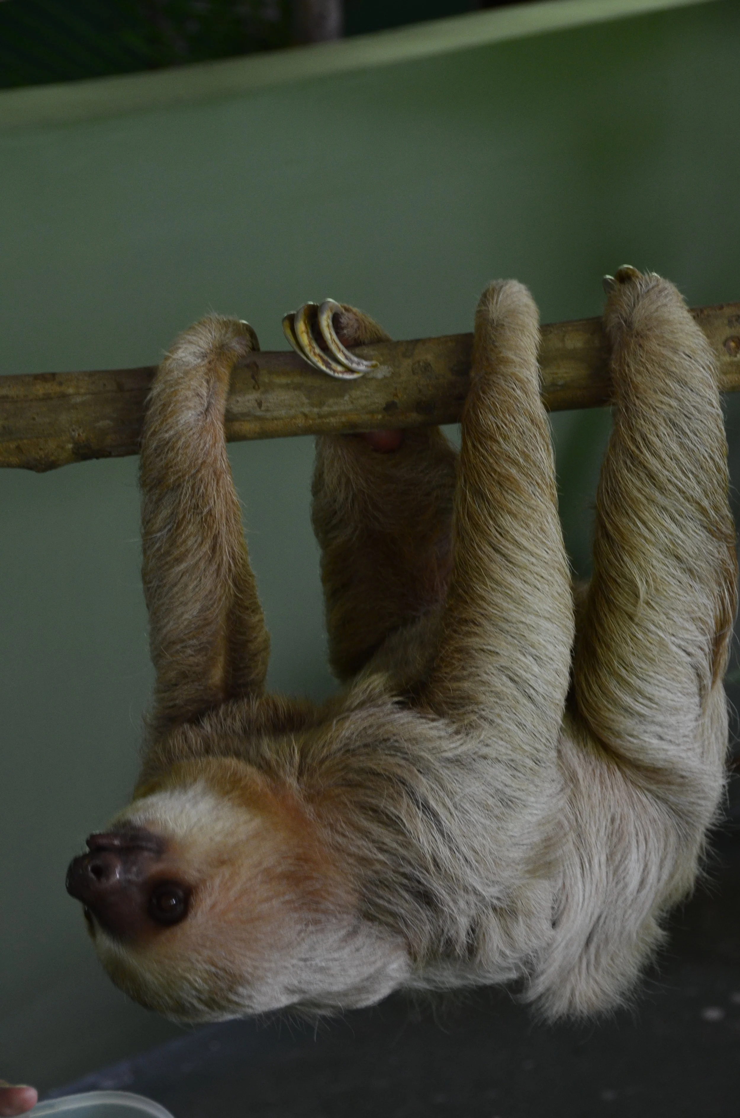 Un tatoueur suspendu à un tronc d'arbre, accroché par ses pattes, avec des morceaux de bois à proximité.