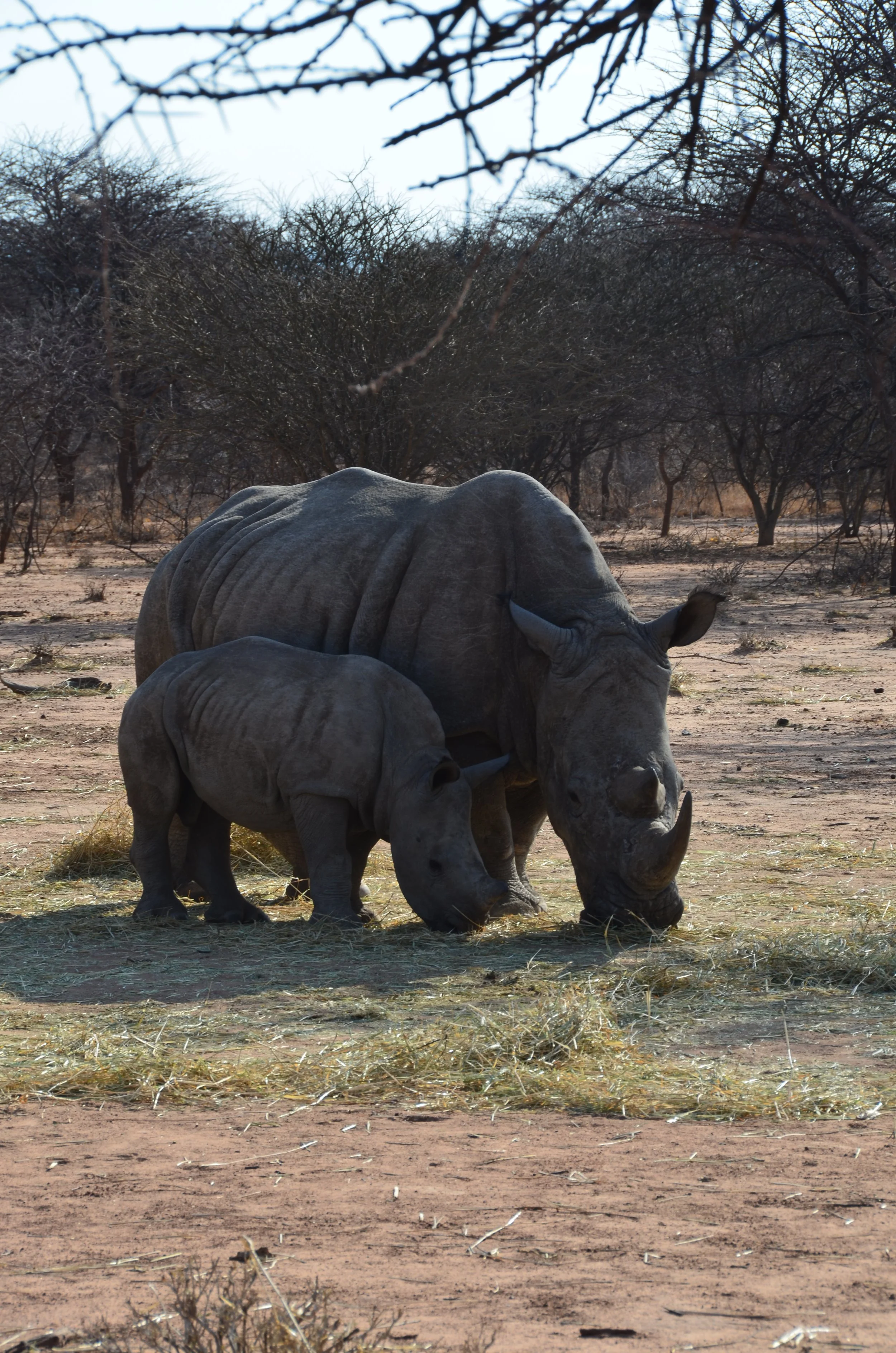 Une maman rhinocéros et son petit en train de manger de l'herbe dans une zone aride avec des arbres en arrière-plan.