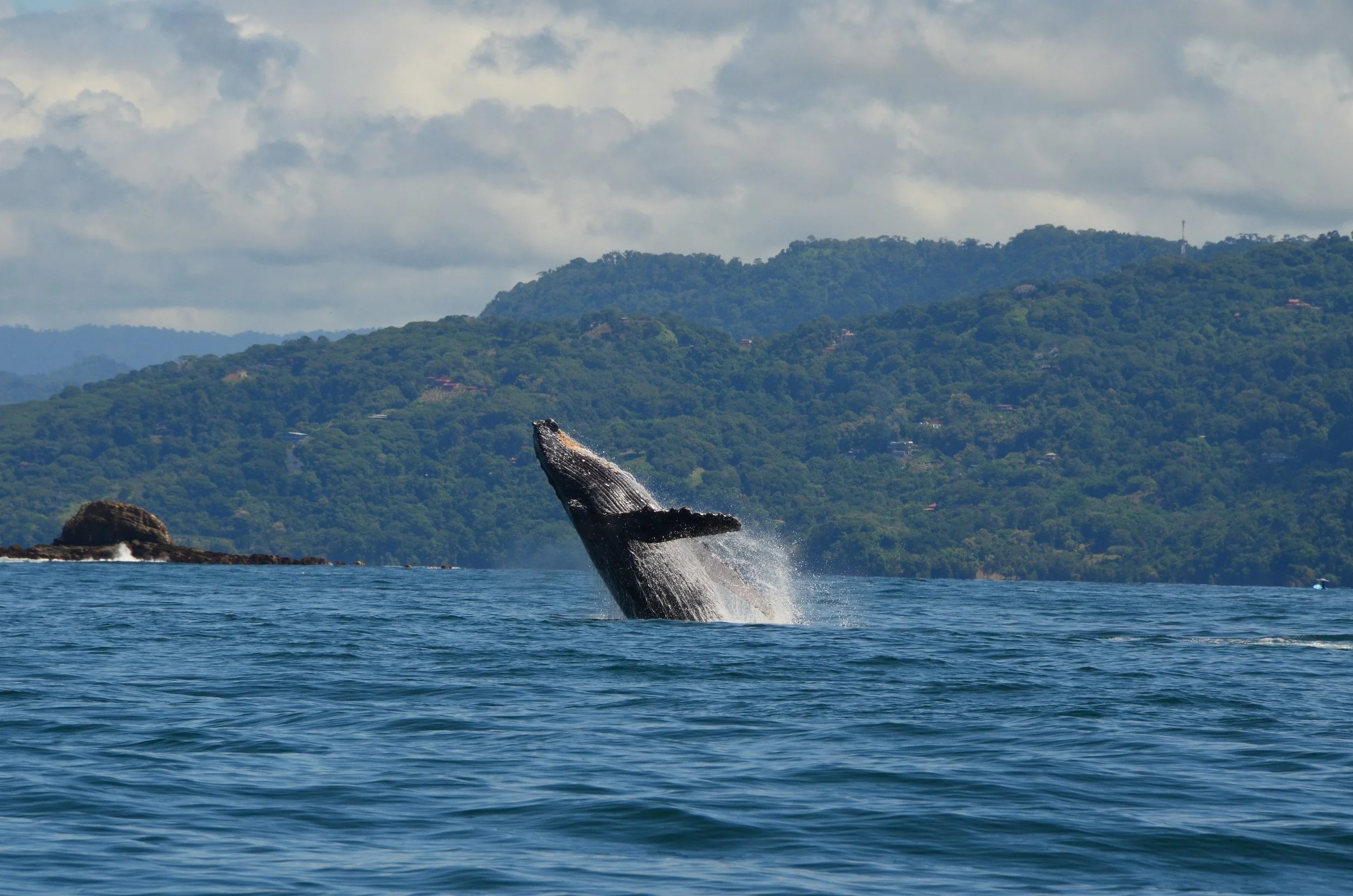 Une baleine qui saute hors de l'eau dans un océan, avec une côte verdoyante en arrière-plan.