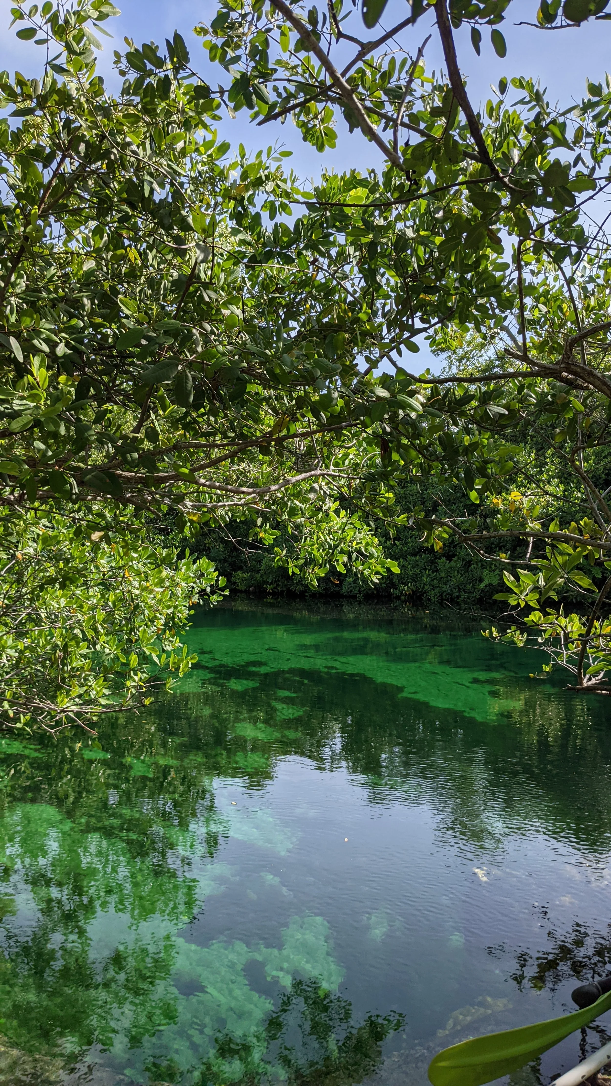 Une rivière entourée d'arbres verts avec des feuilles épaisses, reflet de la végétation dans l'eau, ciel bleu clair.