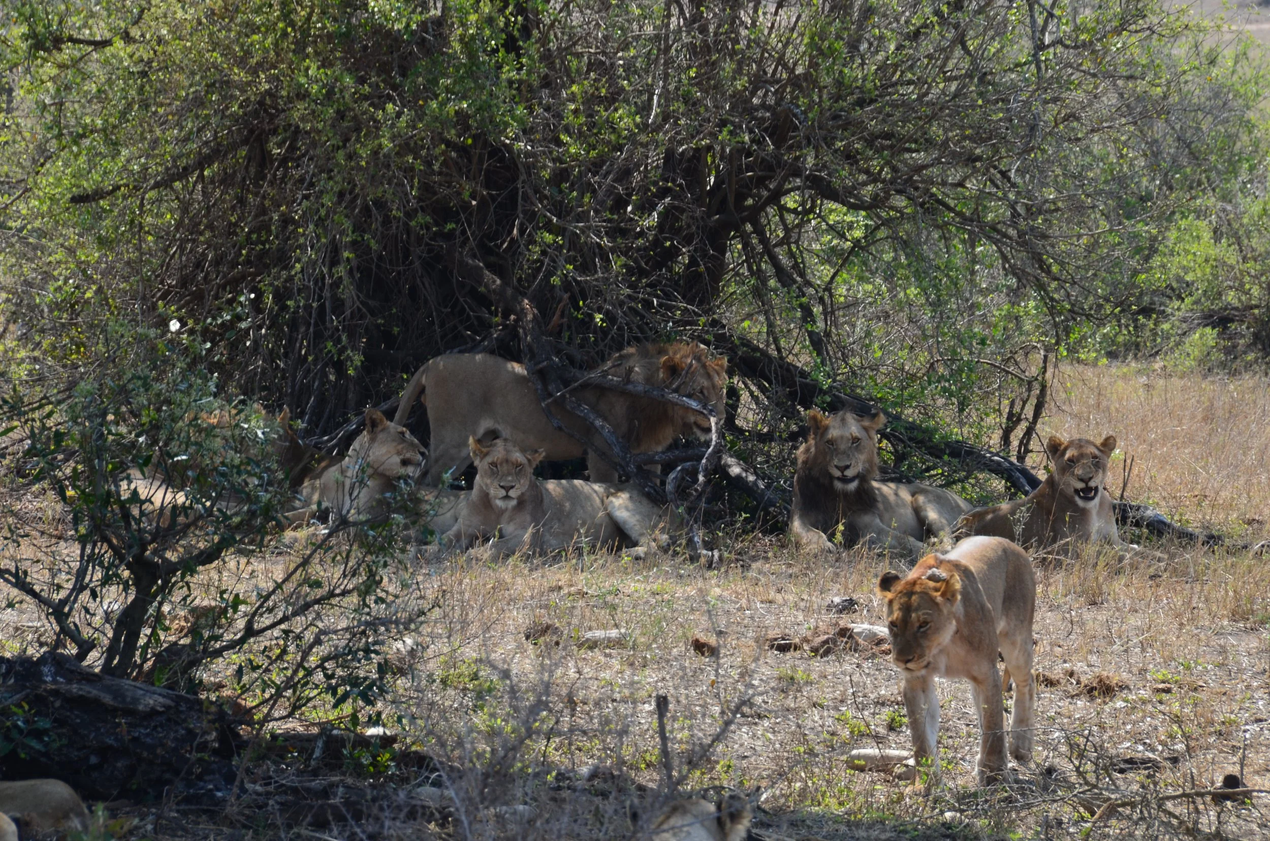 Un groupe de lions, y compris de jeunes lions, repose à l'ombre d'un arbre dans la savane africaine, avec de la végétation sèche et des branches.