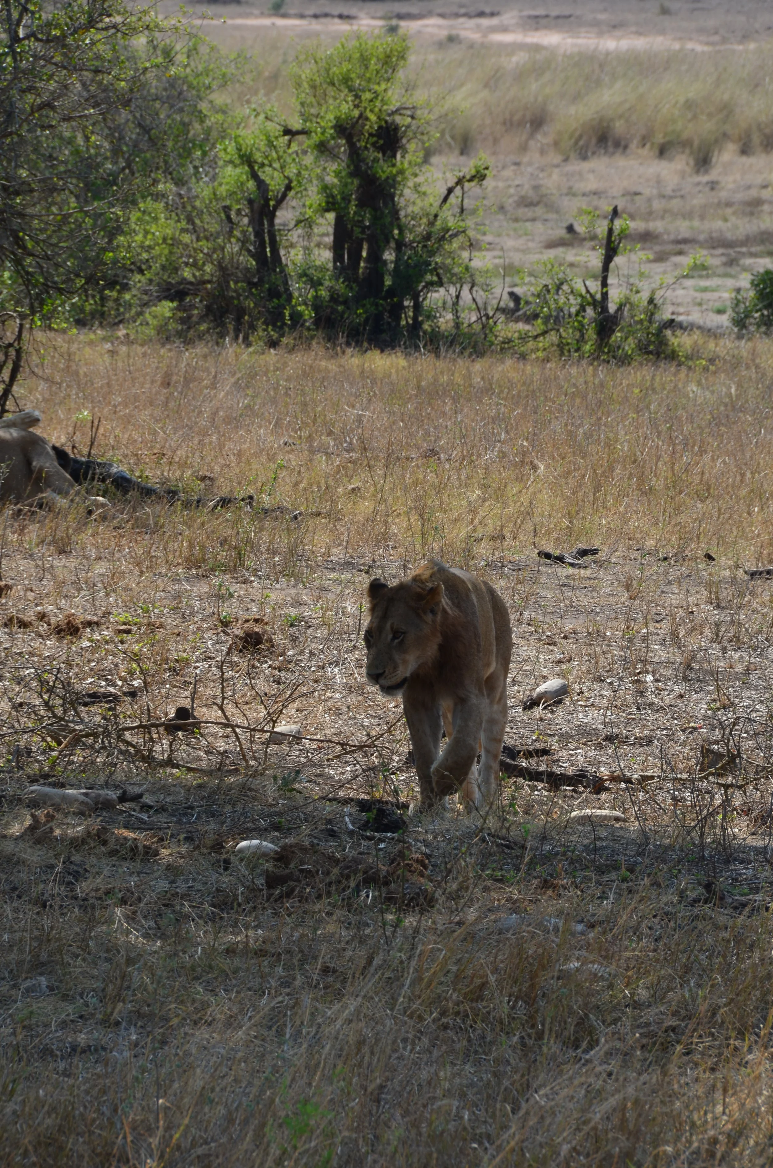 Un lionceau marchant dans la savane africaine avec des herbes sèches et quelques arbres en arrière-plan.