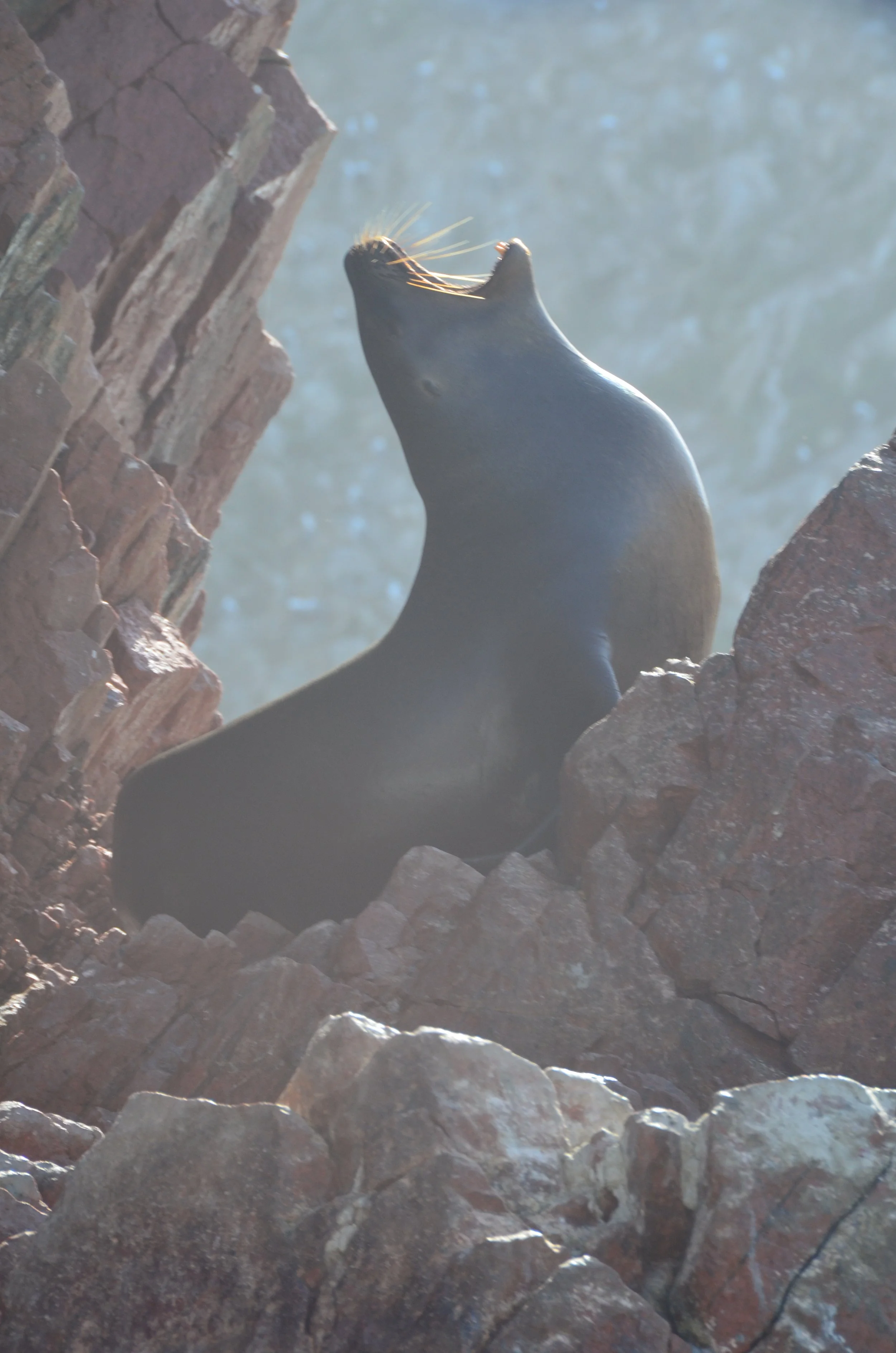 Une otarie sur des rochers, avec la tête levée vers le haut, entourée de roches.