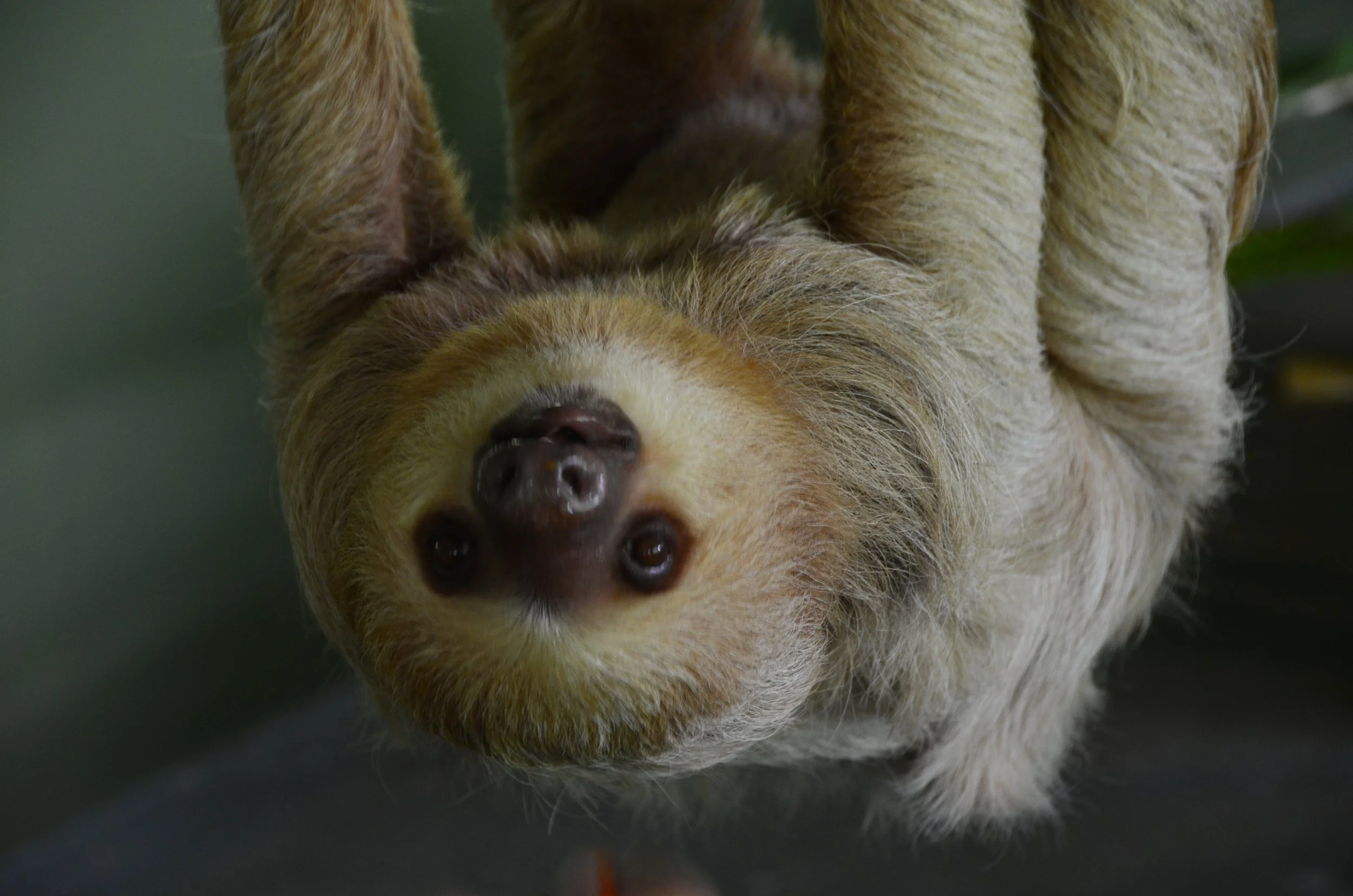 Un huron en position dorsale, avec son visage tourné vers la caméra, montrant son museau, ses yeux et ses oreilles, sur un fond sombre.