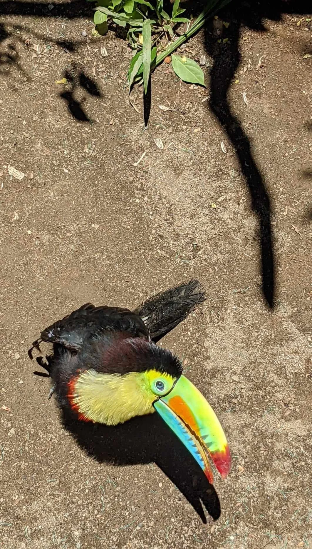 Un oiseau avec un bec coloré, des plumes noires, jaunes et rouges, repose sur le sol en terre.